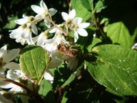 L'abeille qui butine