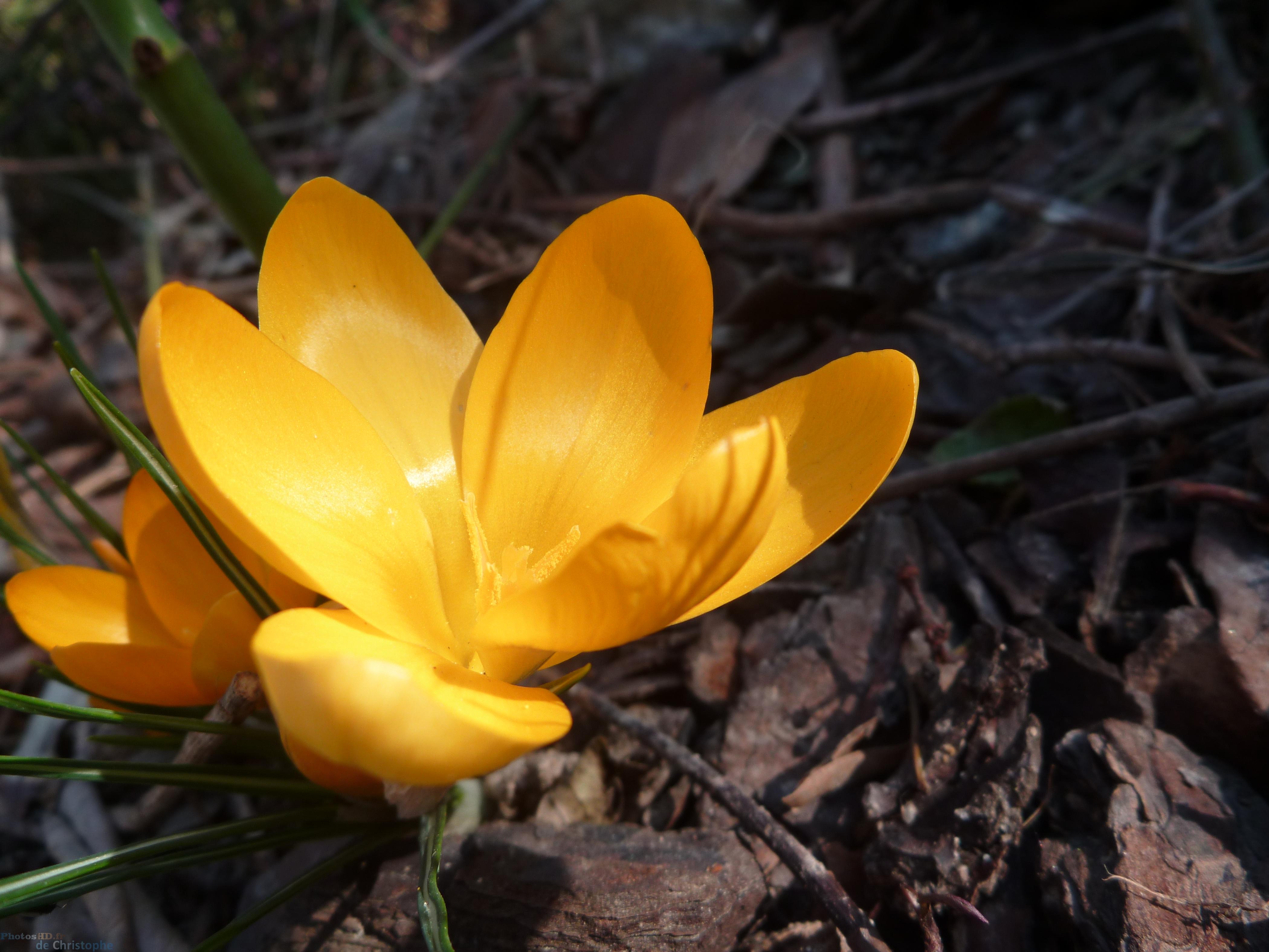 Crocus jaune