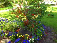 Jardin des plantes