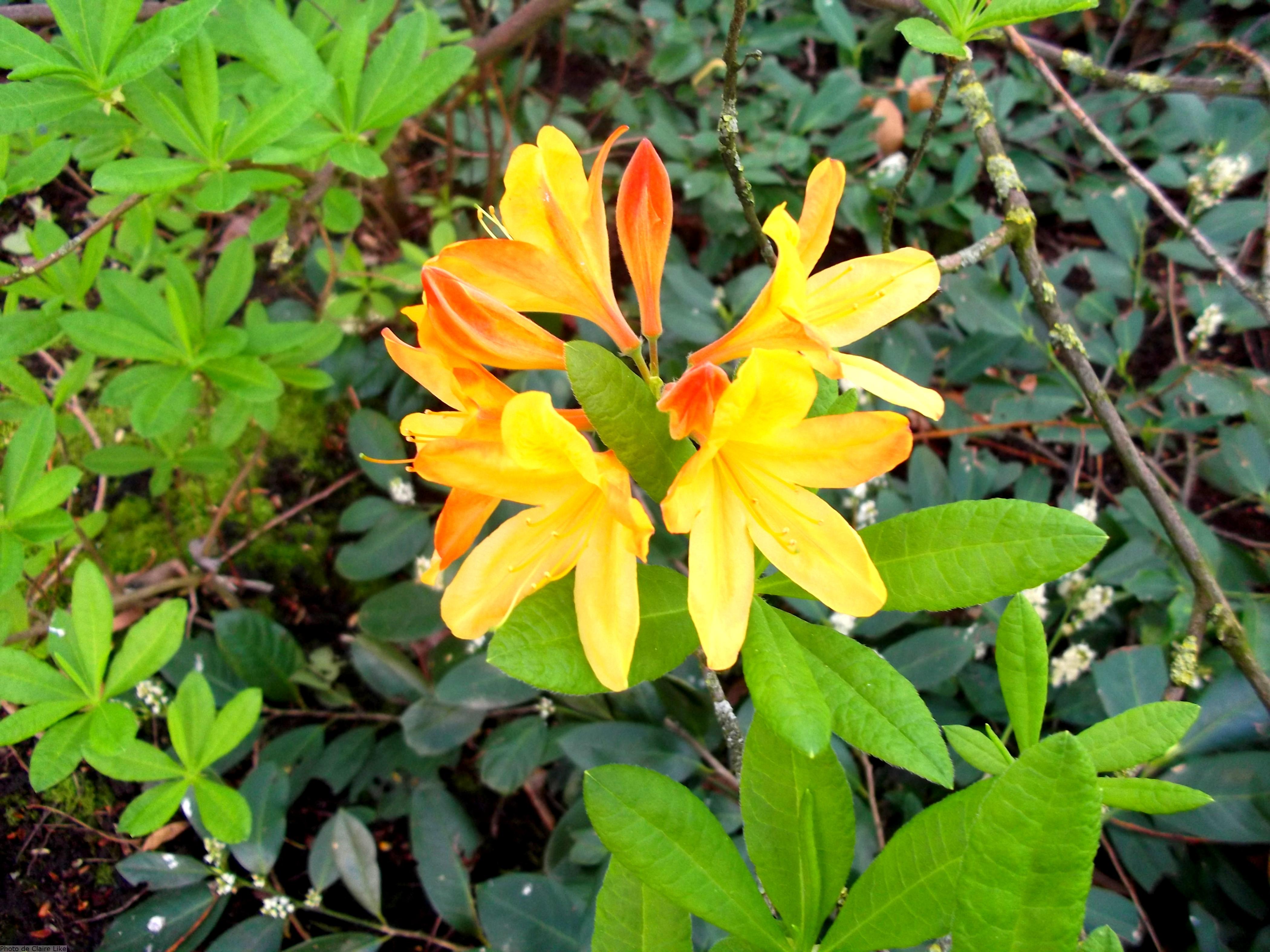 Jardin des plantes