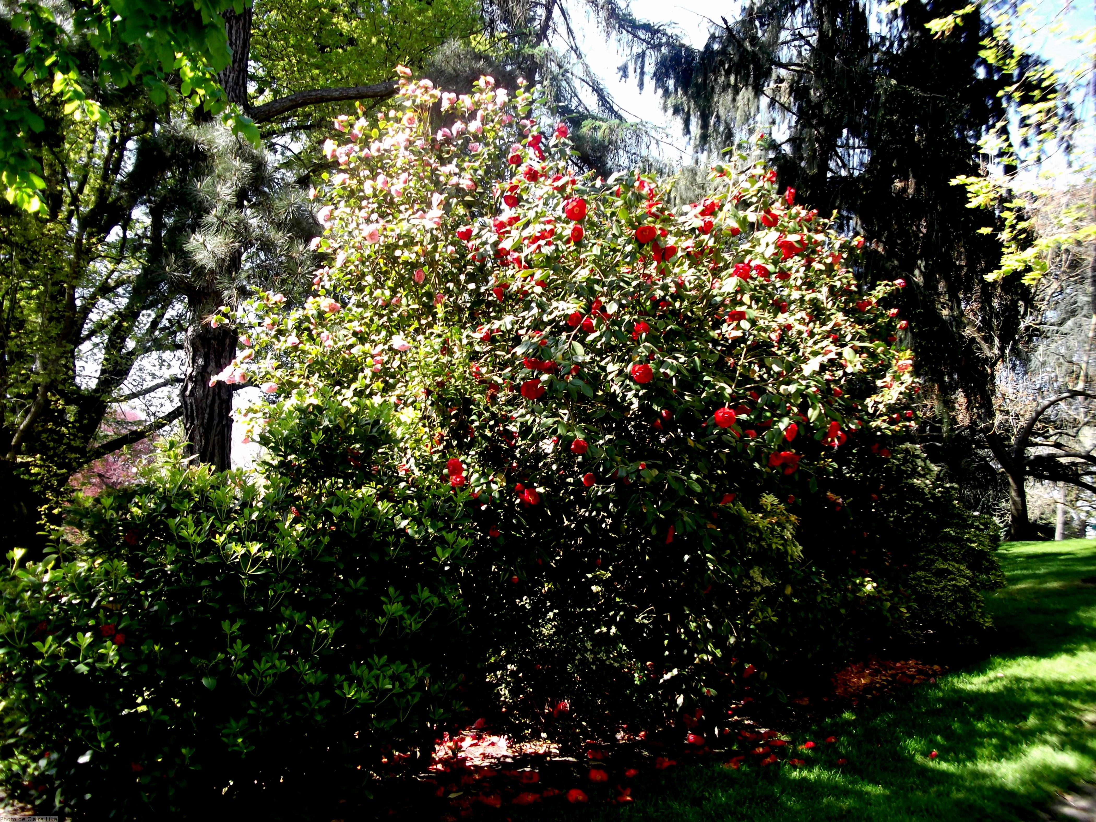 Jardin des plantes