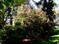 Jardin des plantes