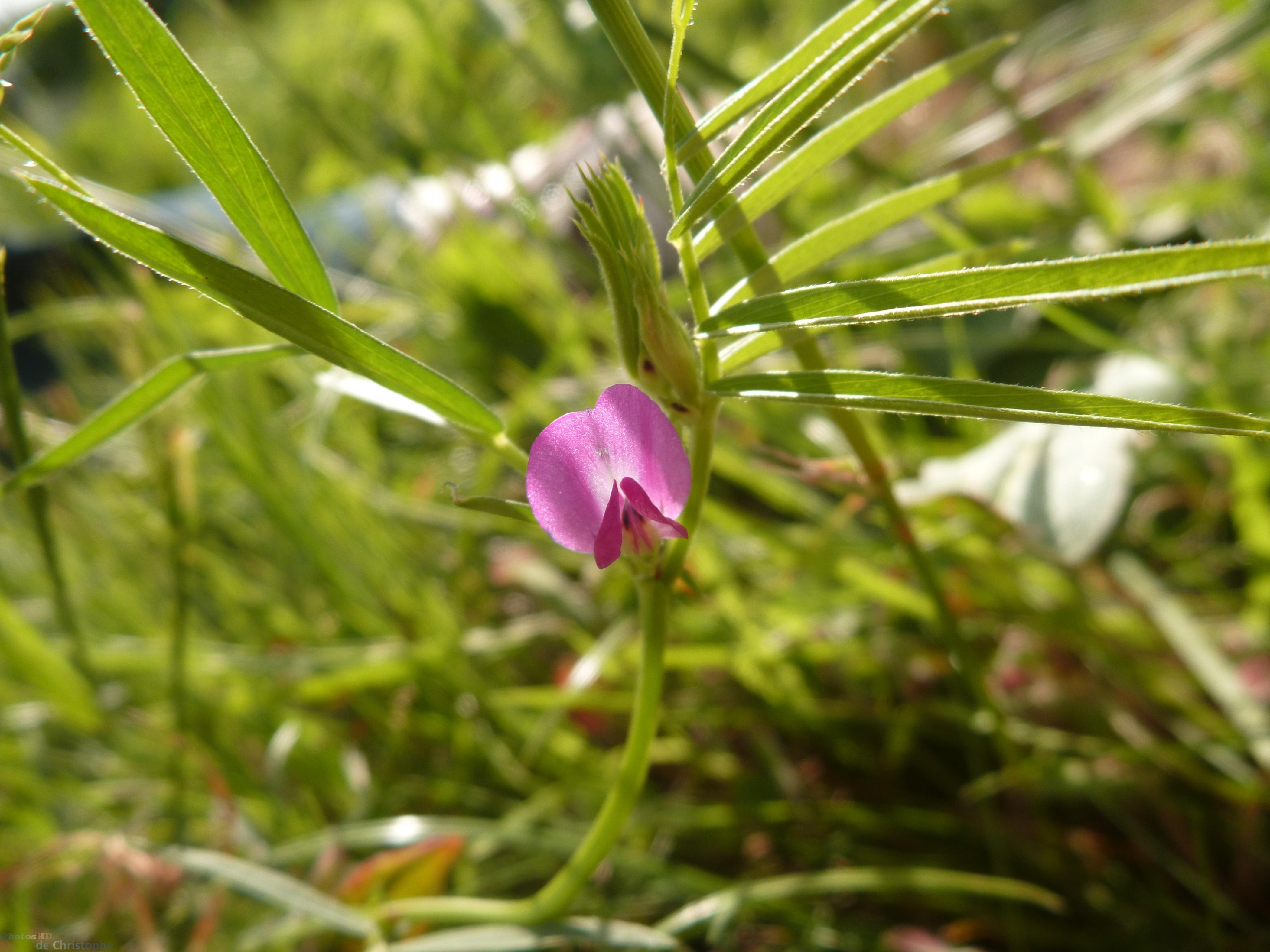 La fleur