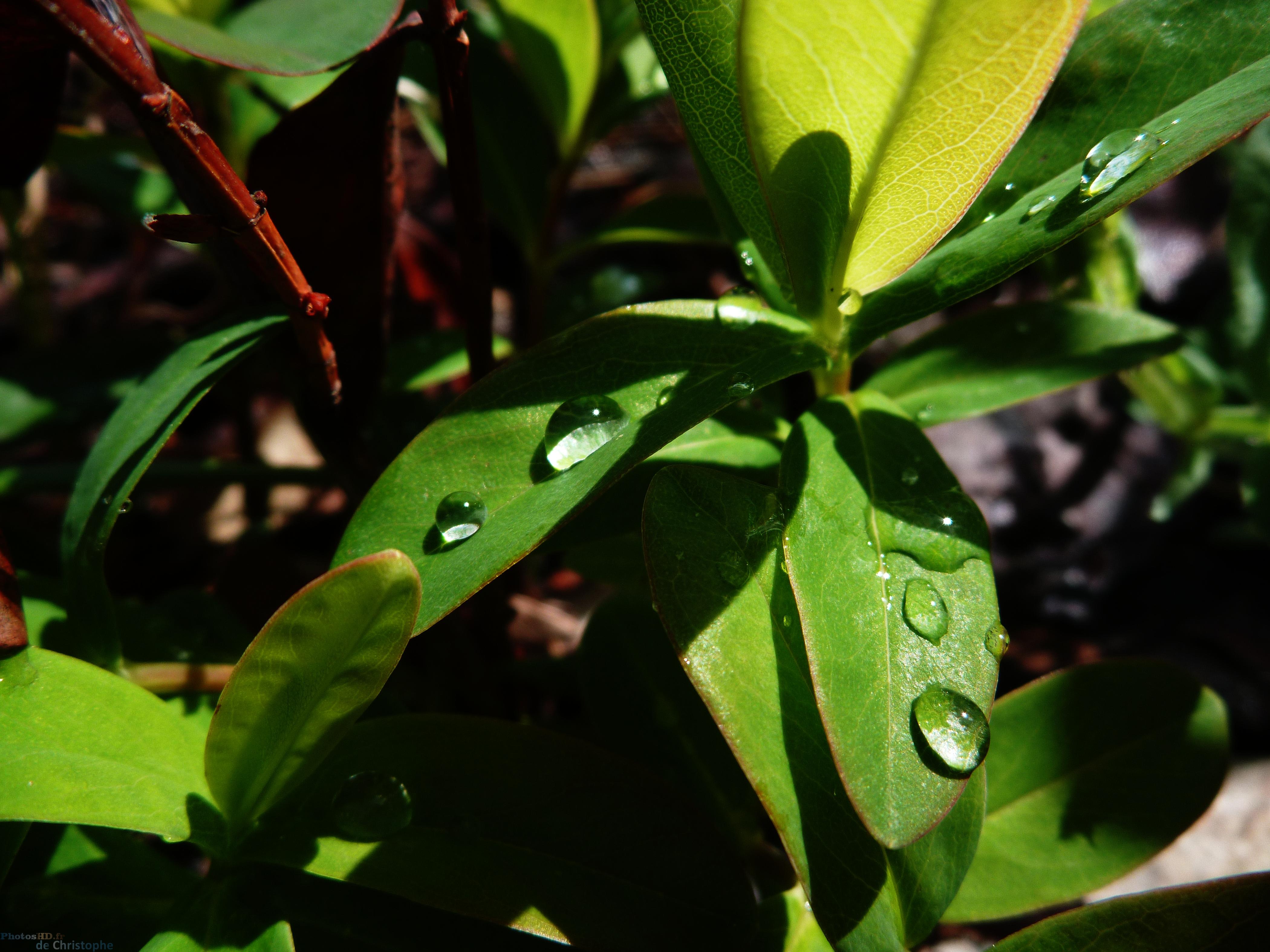 Gouttes d'eau sur des feuilles