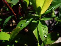 Gouttes d'eau sur des feuilles