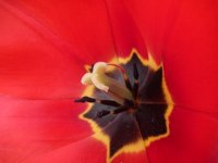 Tulipe de près