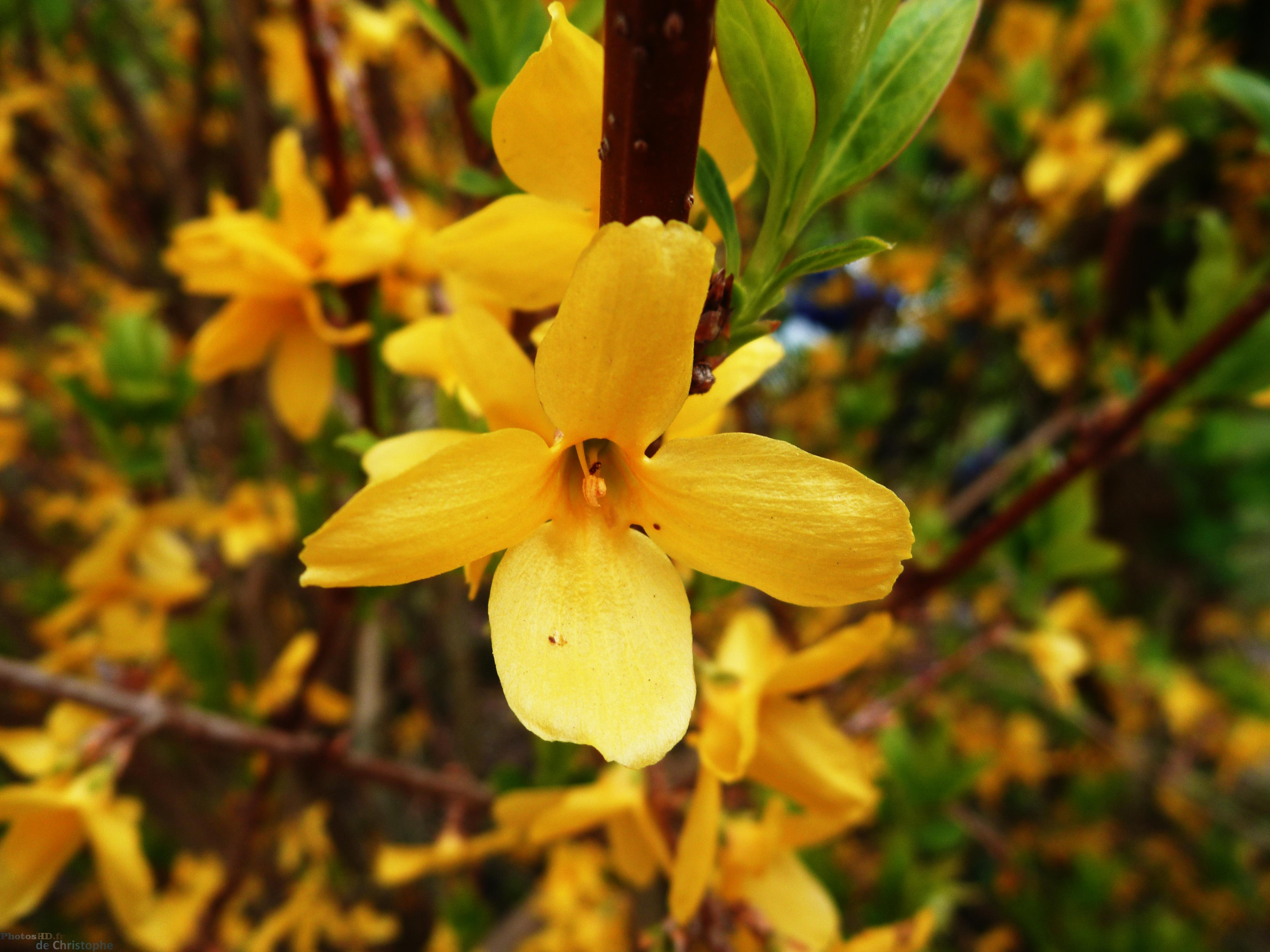 forsythia