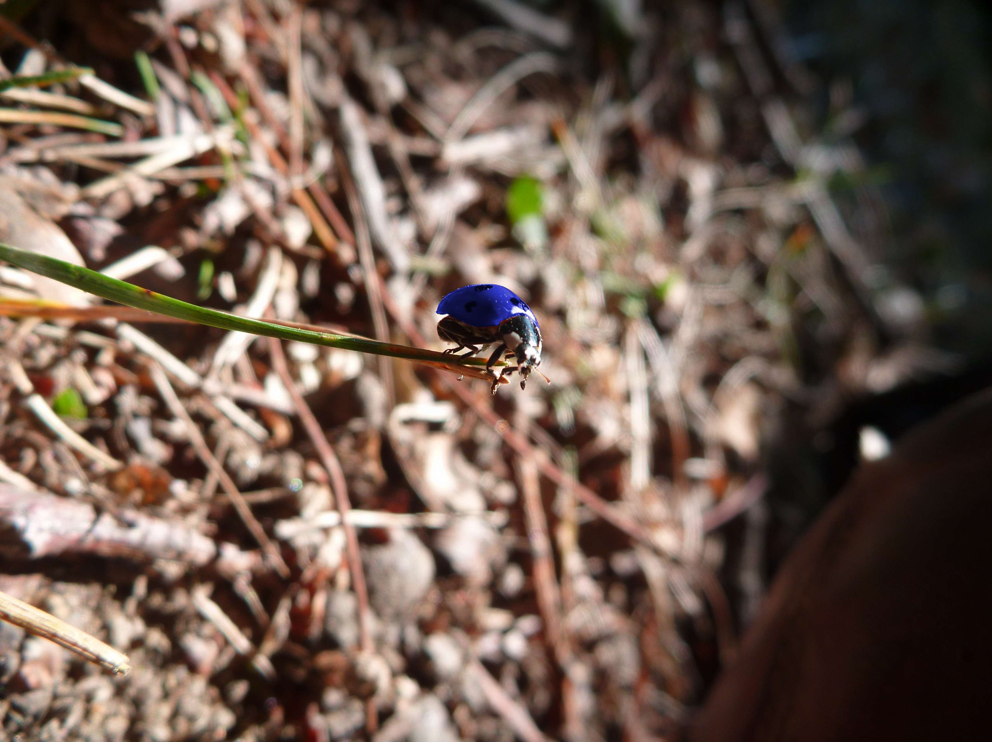 Coccinelle bleue