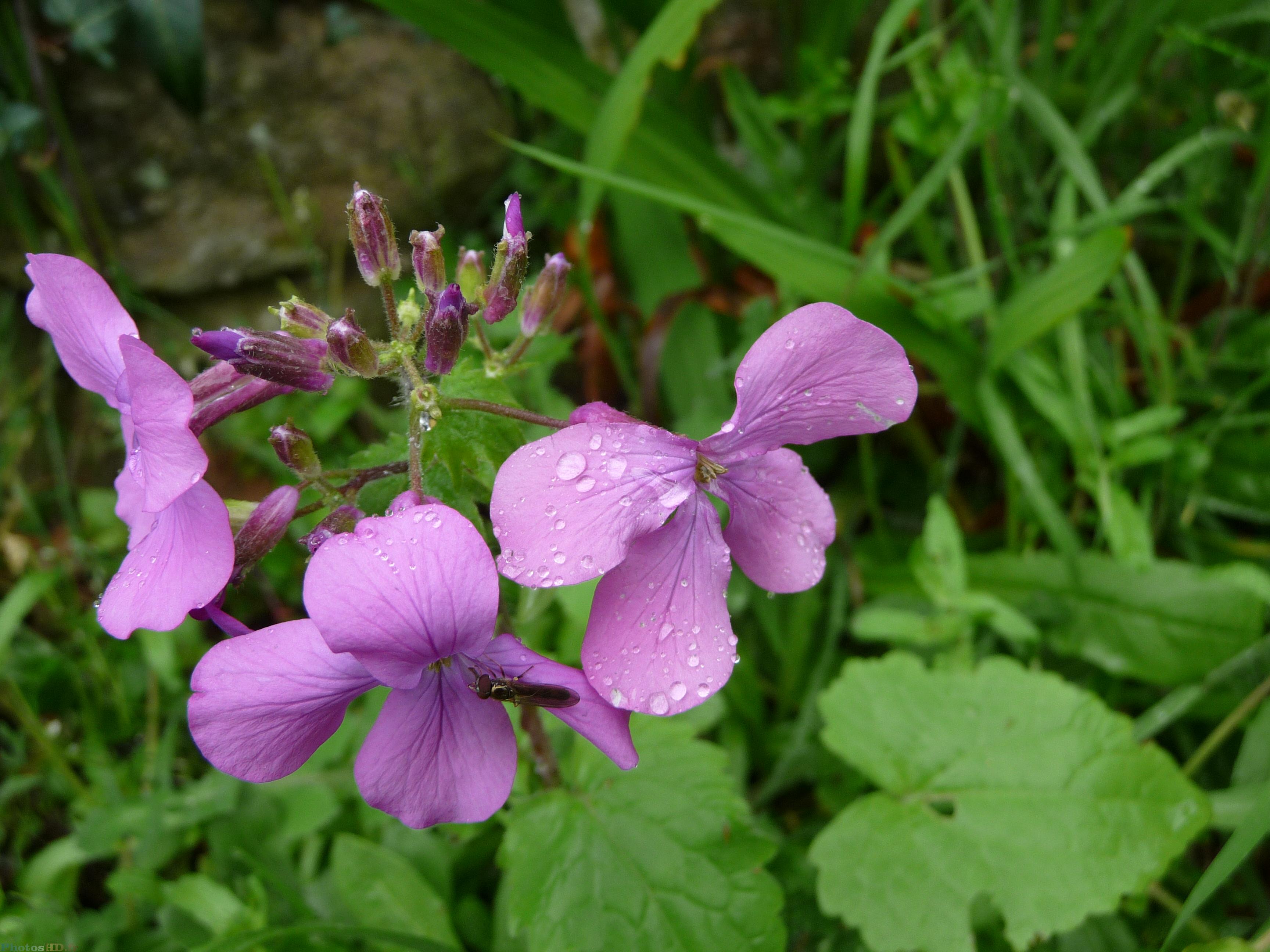 Géranium