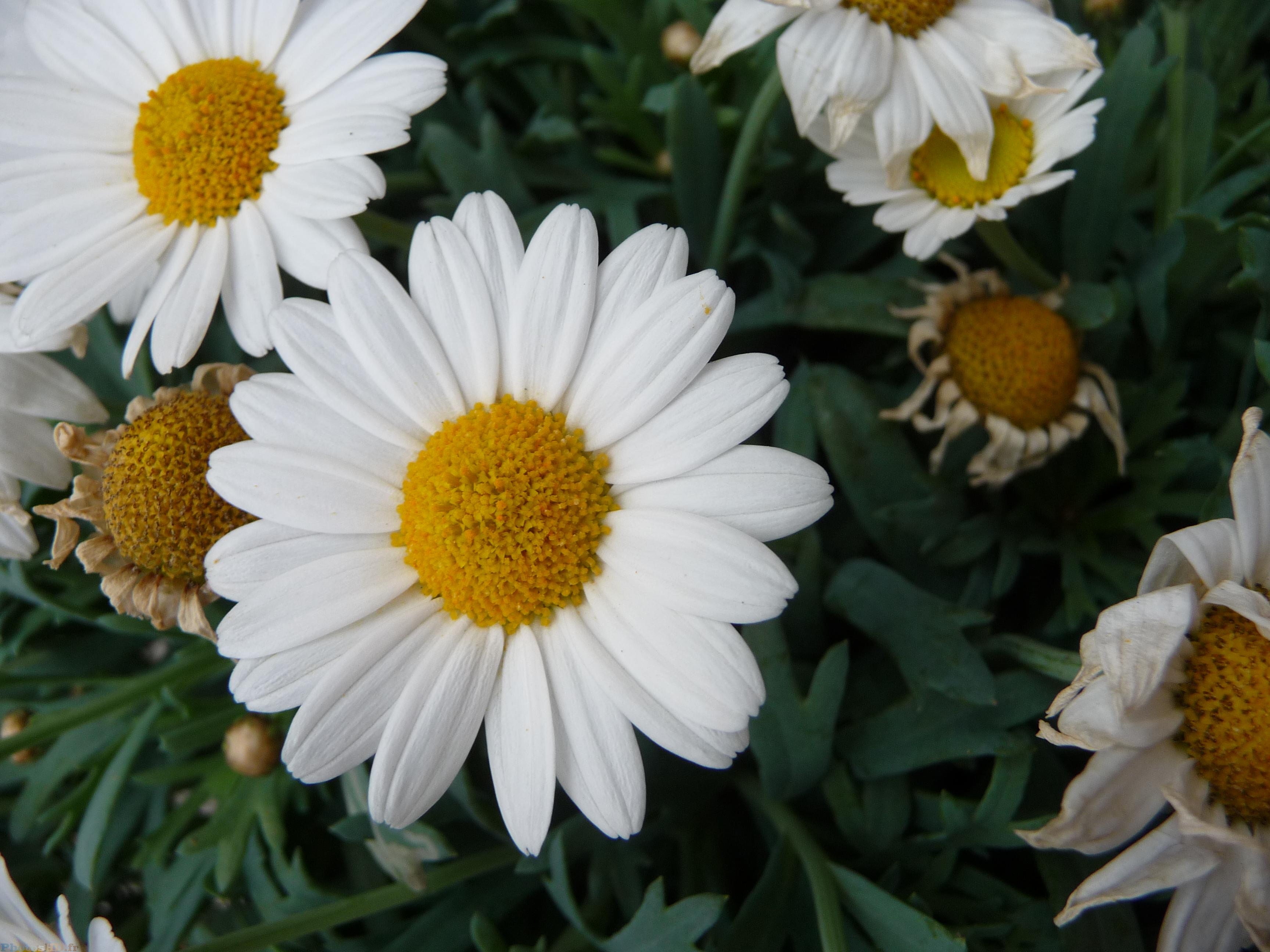 Astéraceae Marguerite