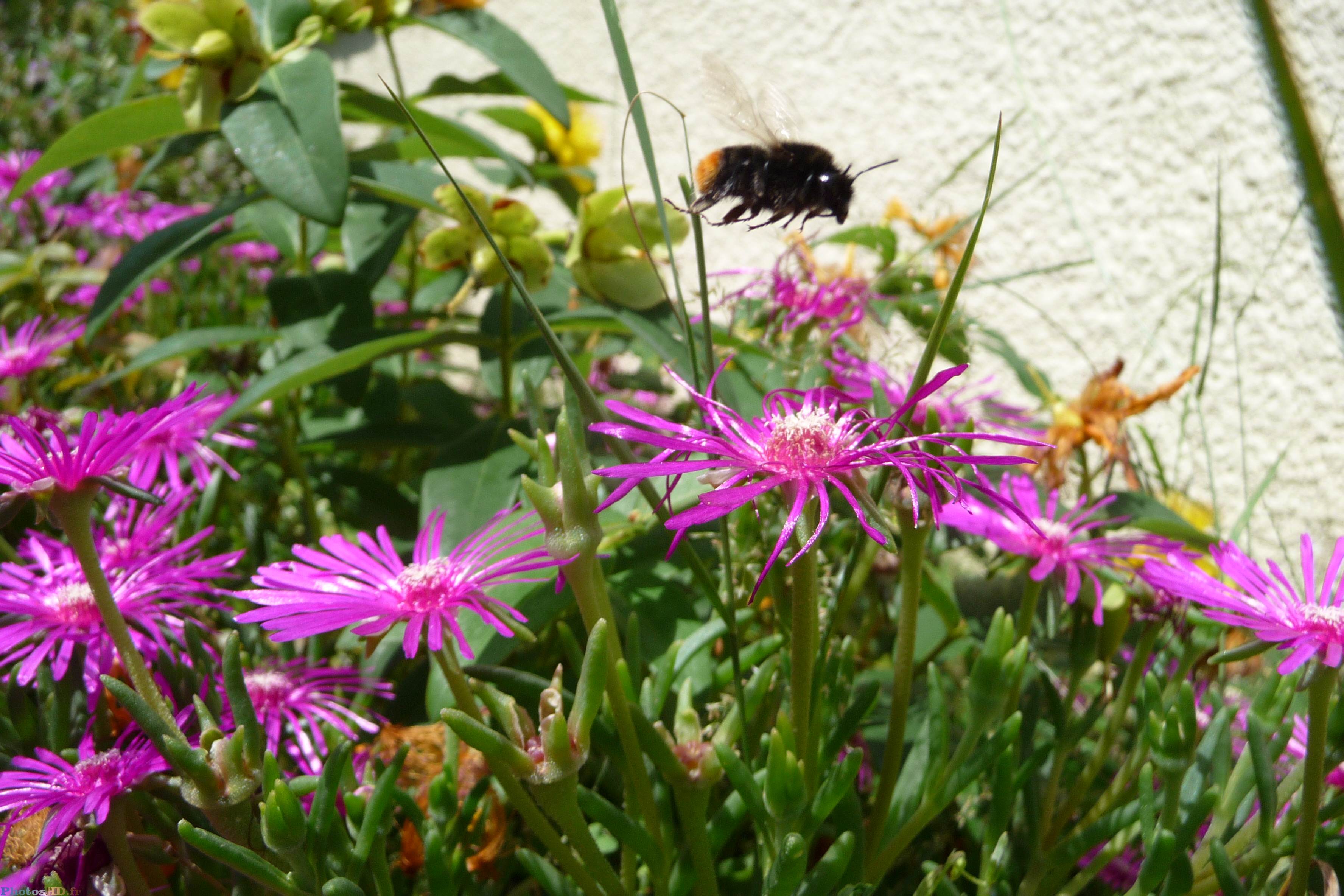 Une abeille en train de voler