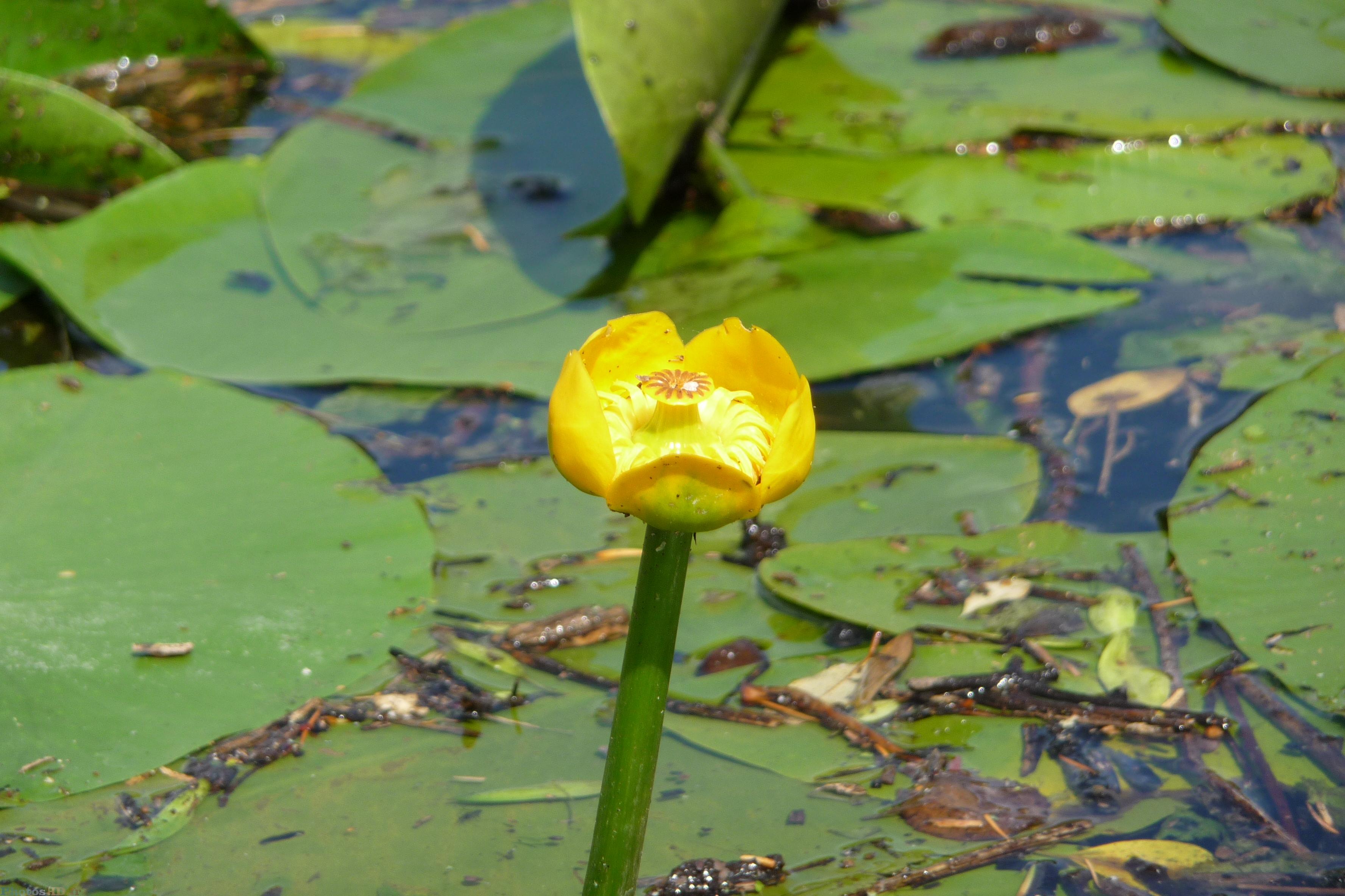 Nénuphar