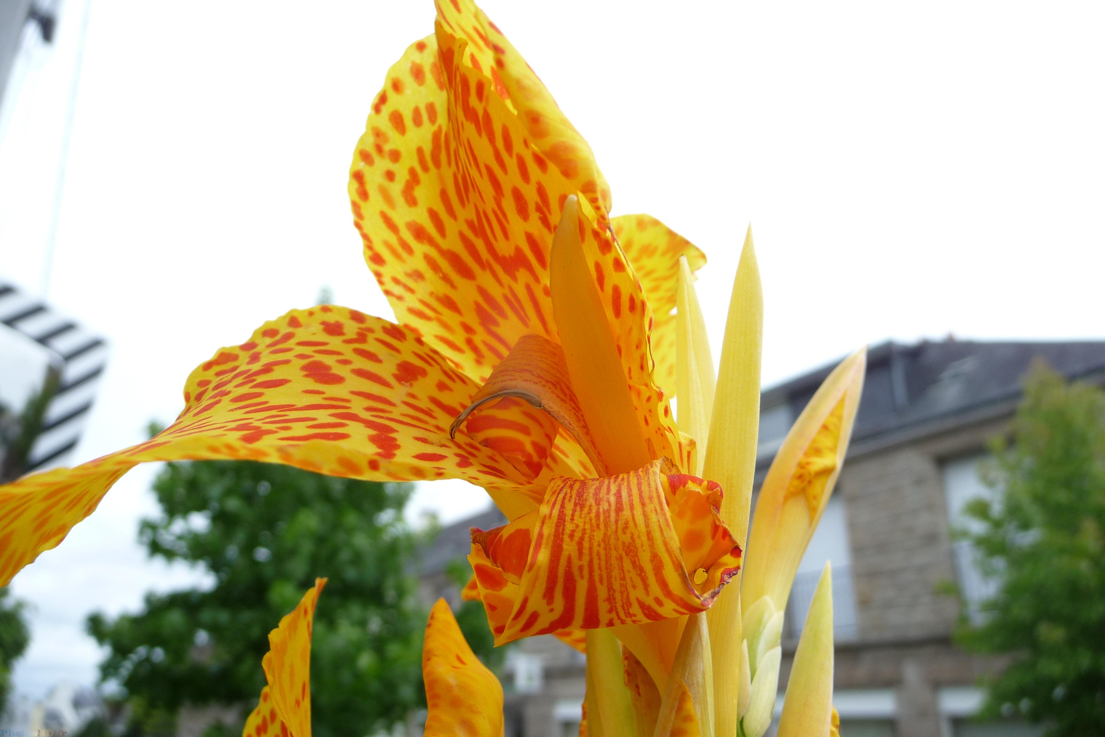 Canna Indica tacheté