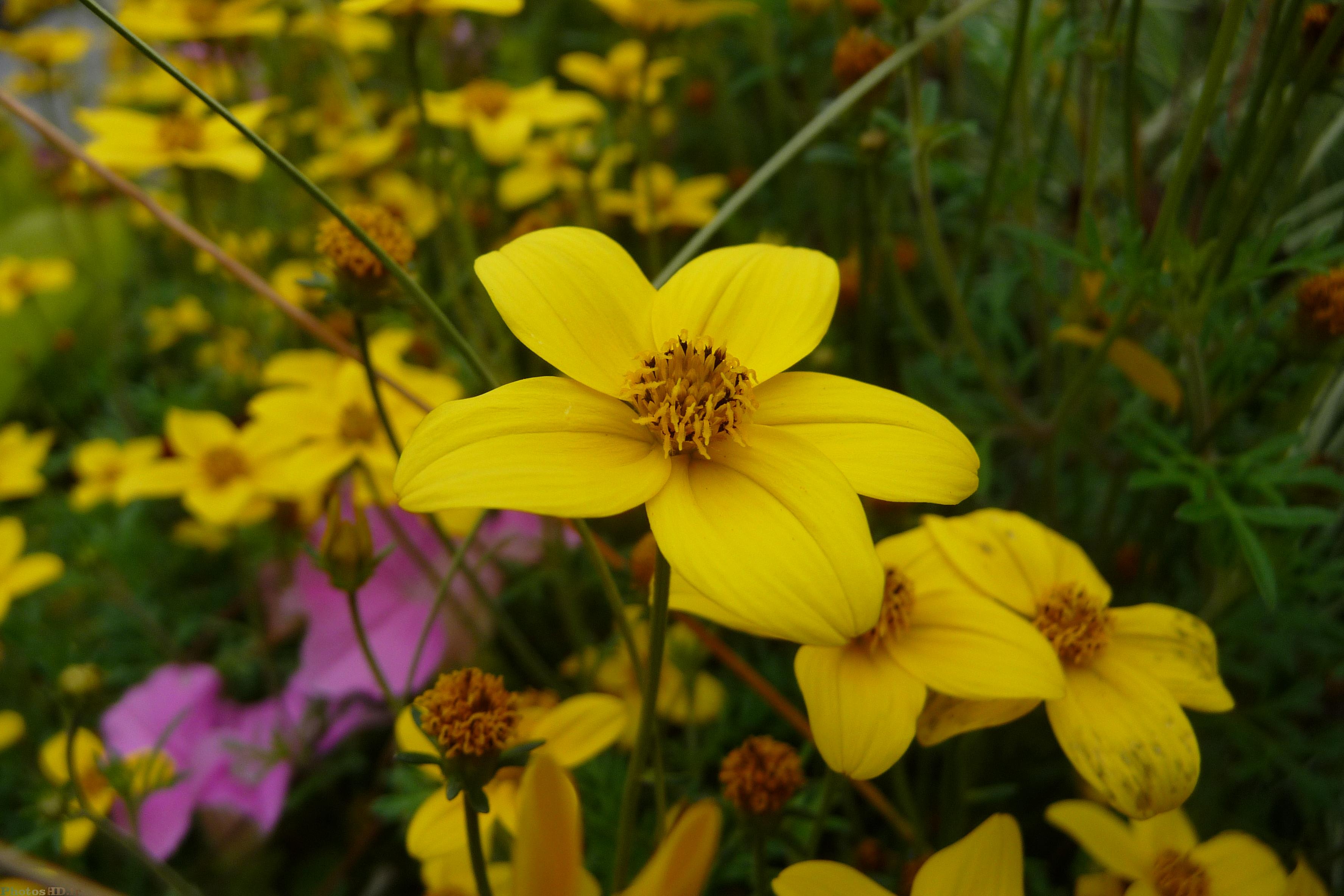 Fleur Bidens ferulifolia