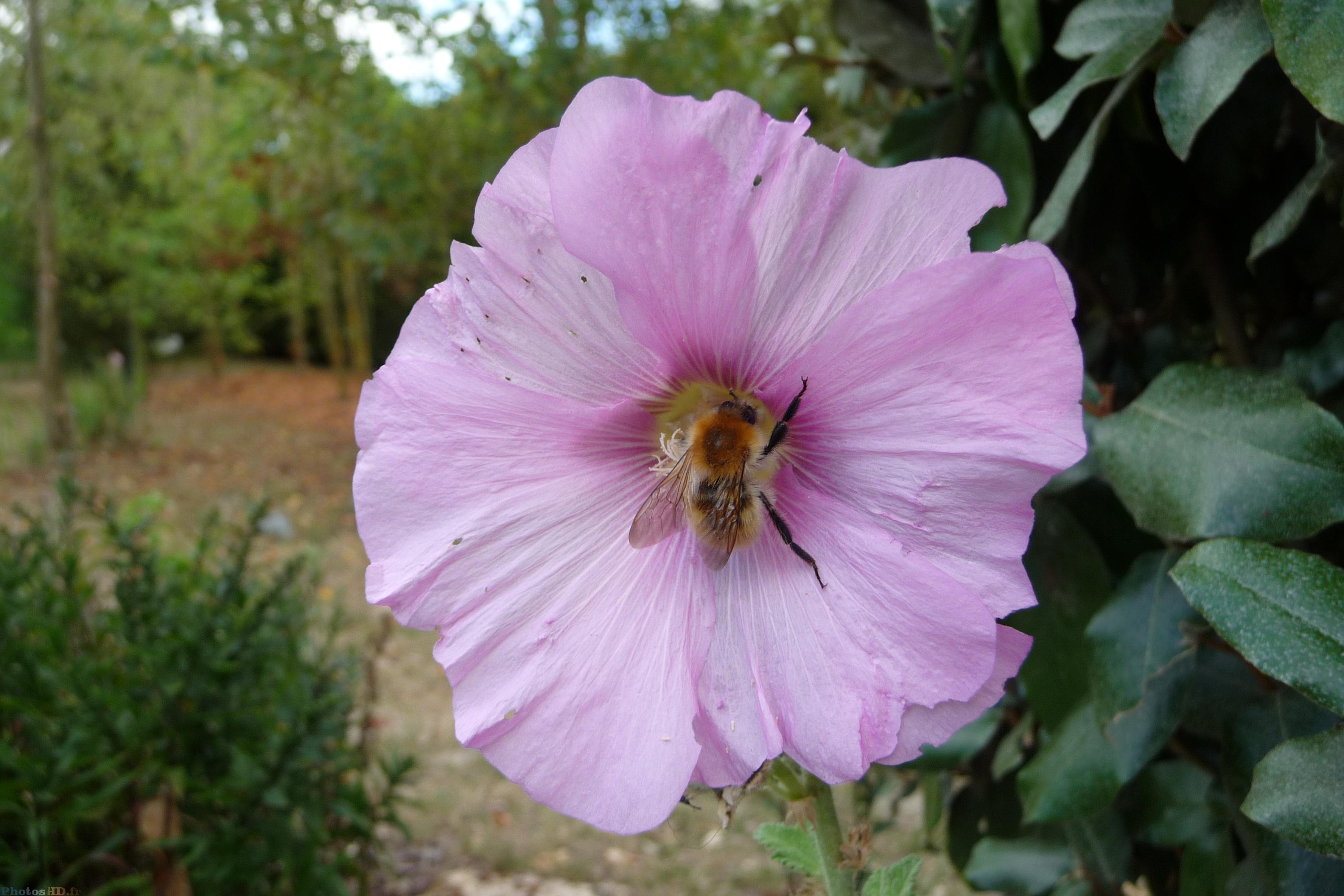 L'abeille qui butine une Rose trèmière