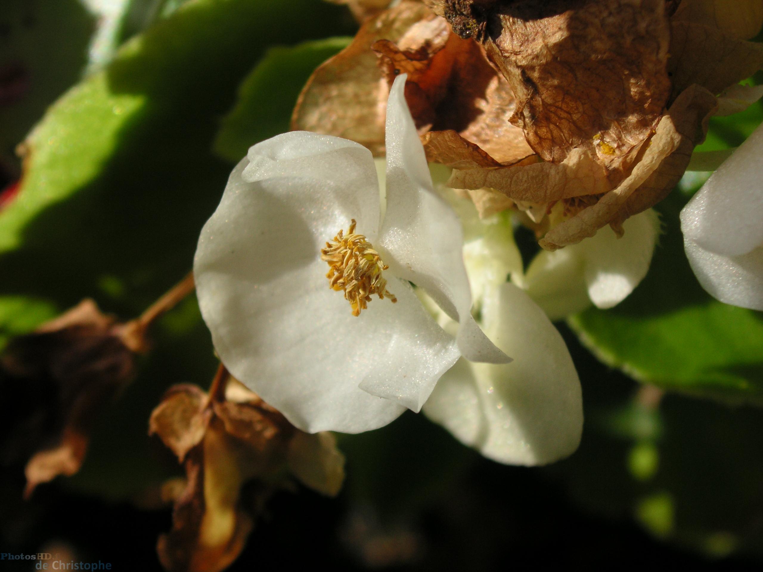 La fleur