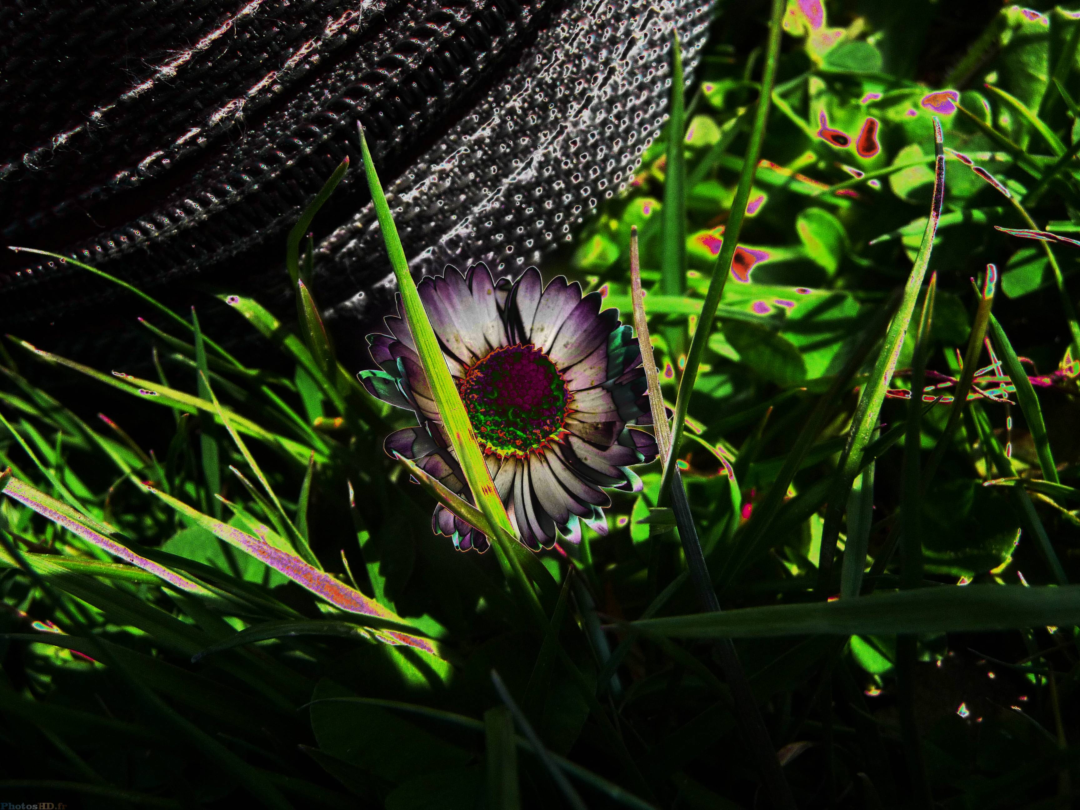 La fleur pas fleur