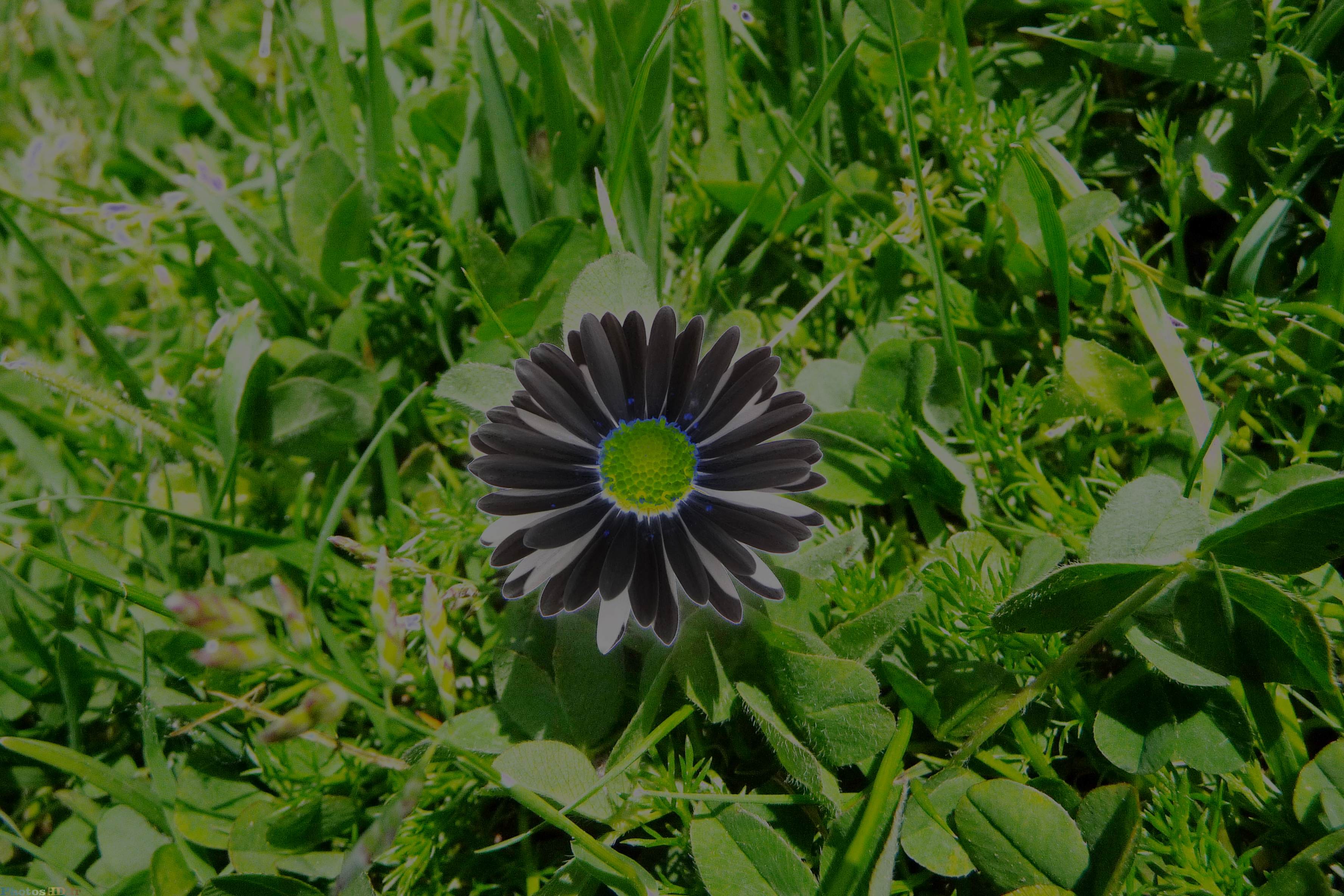 La fleur noire