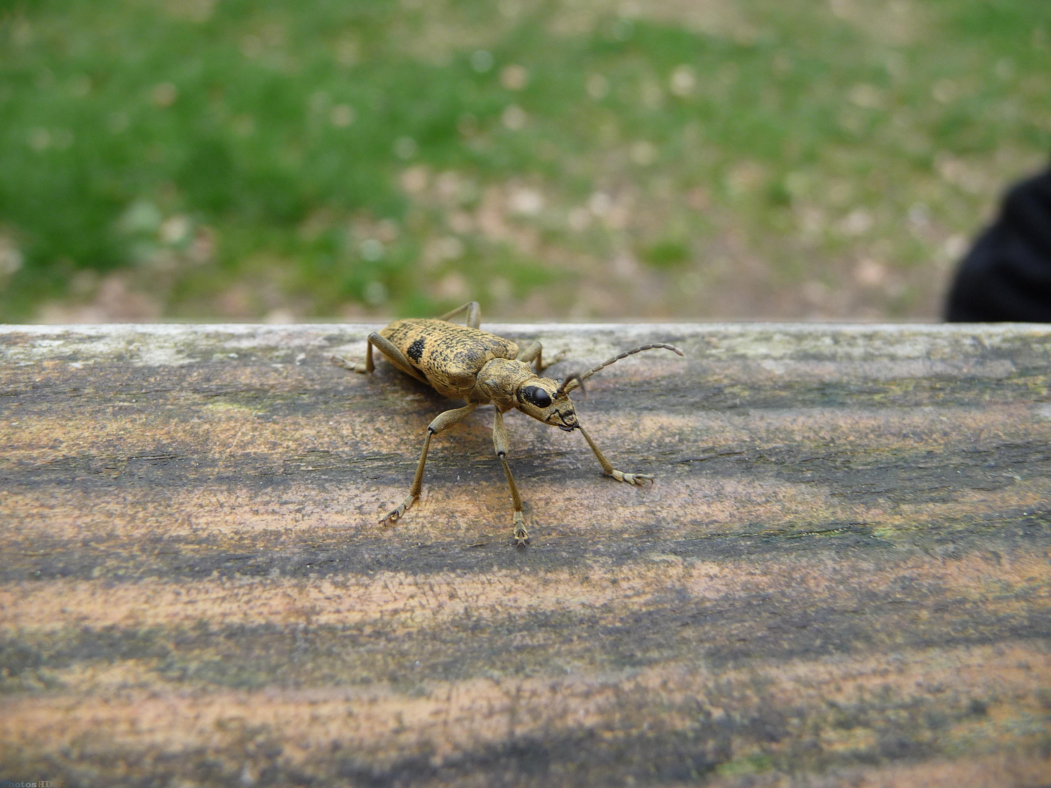 Petite bête sur un banc