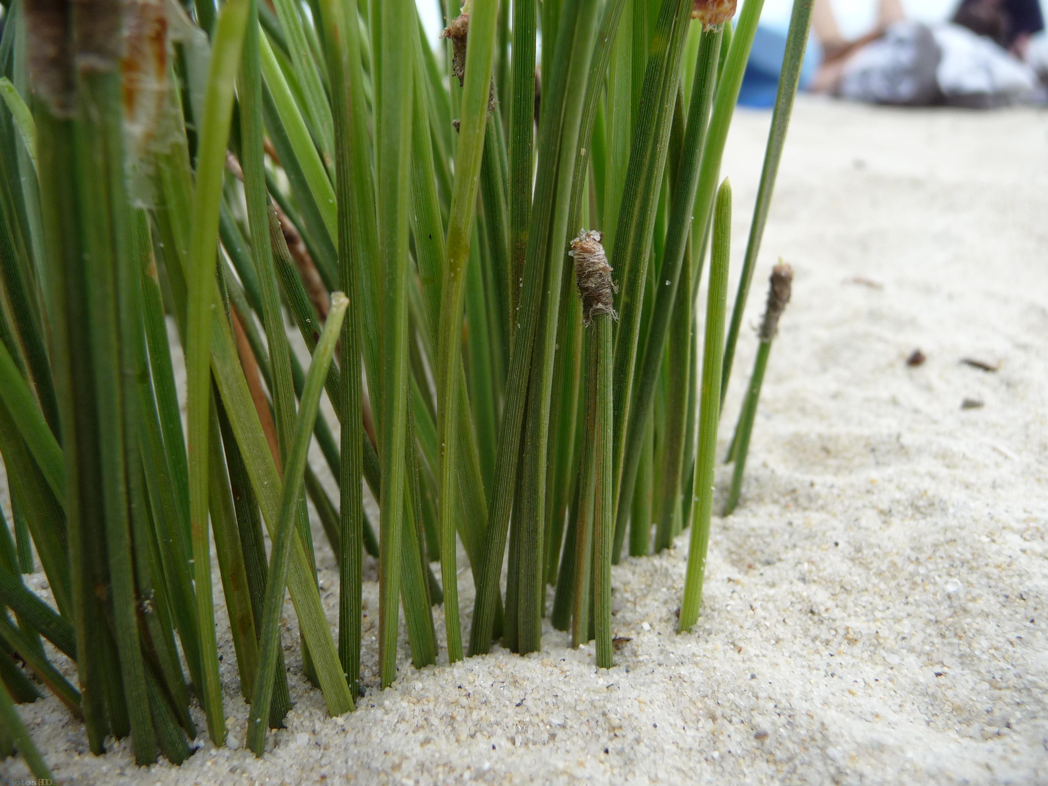 La cabane dans le sable