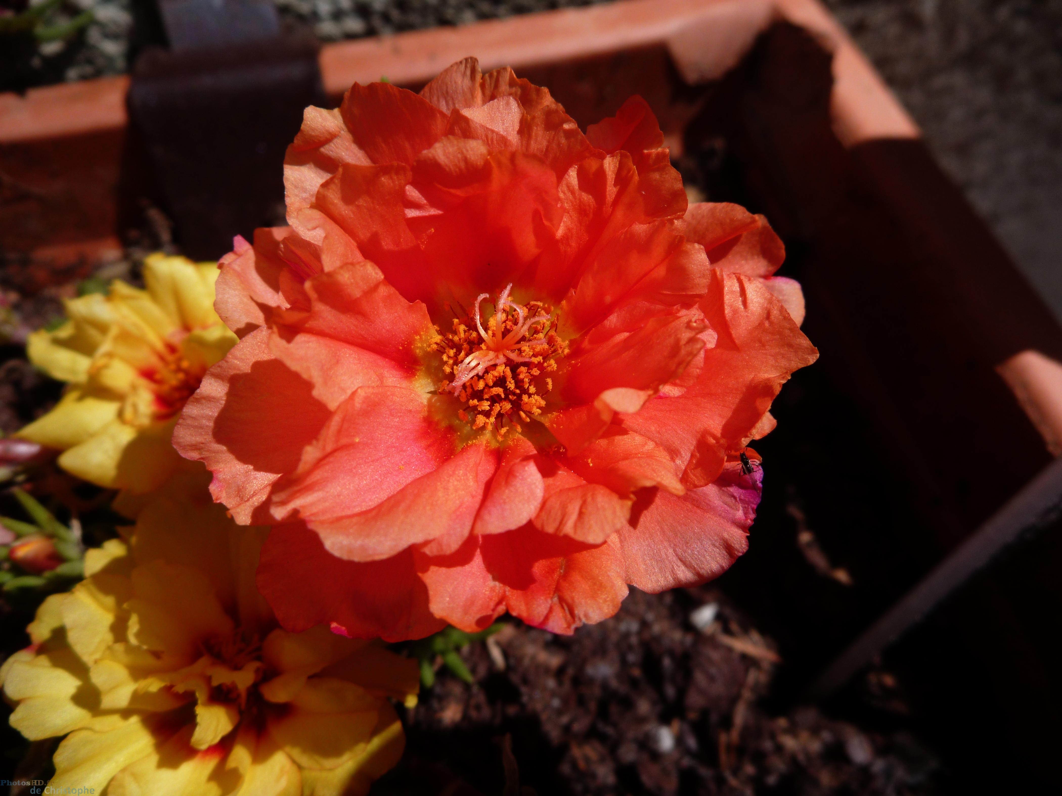 La fleur rouge