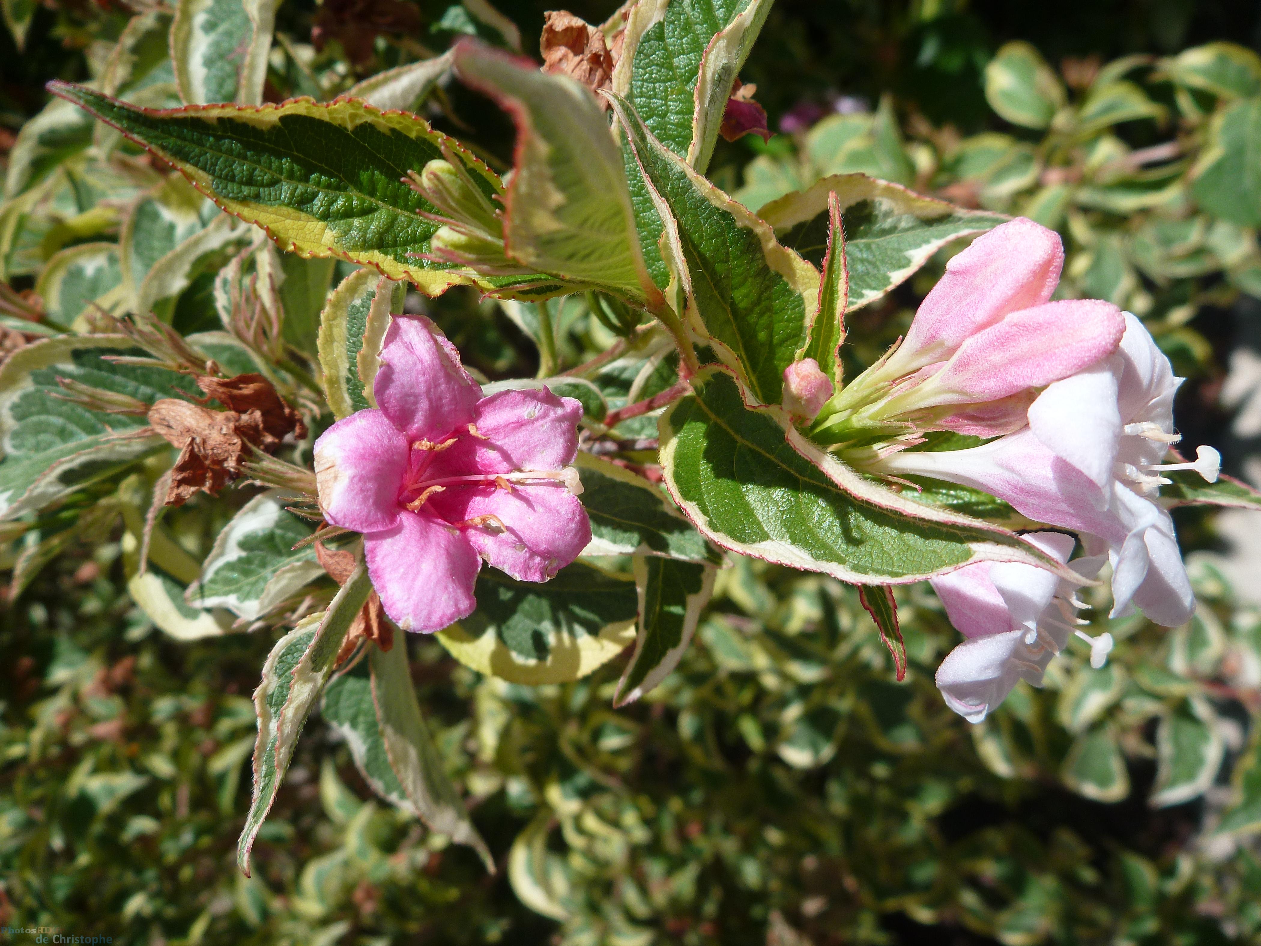 La fleur