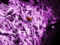 Coccinelle violette