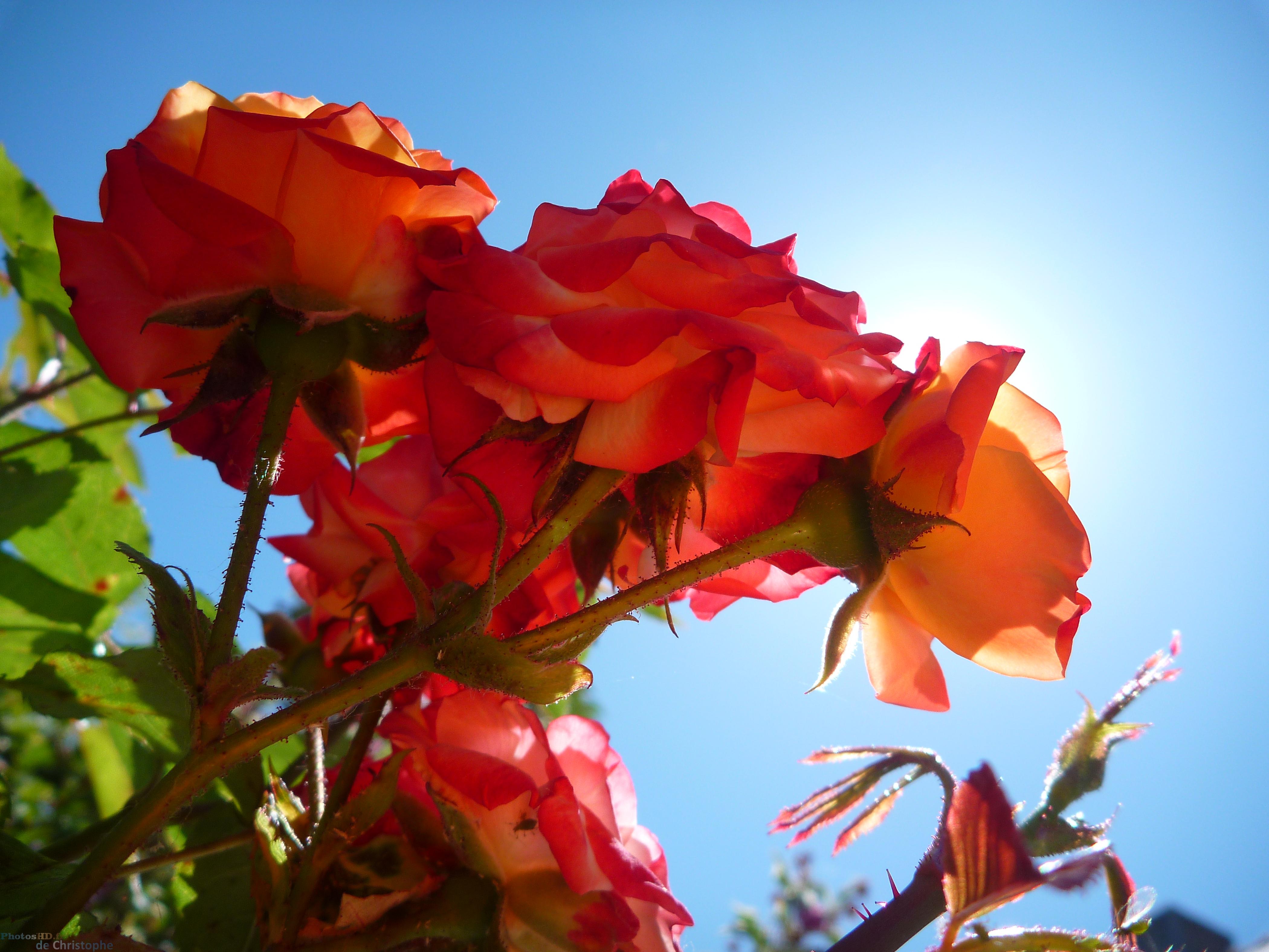 La fleur rouge