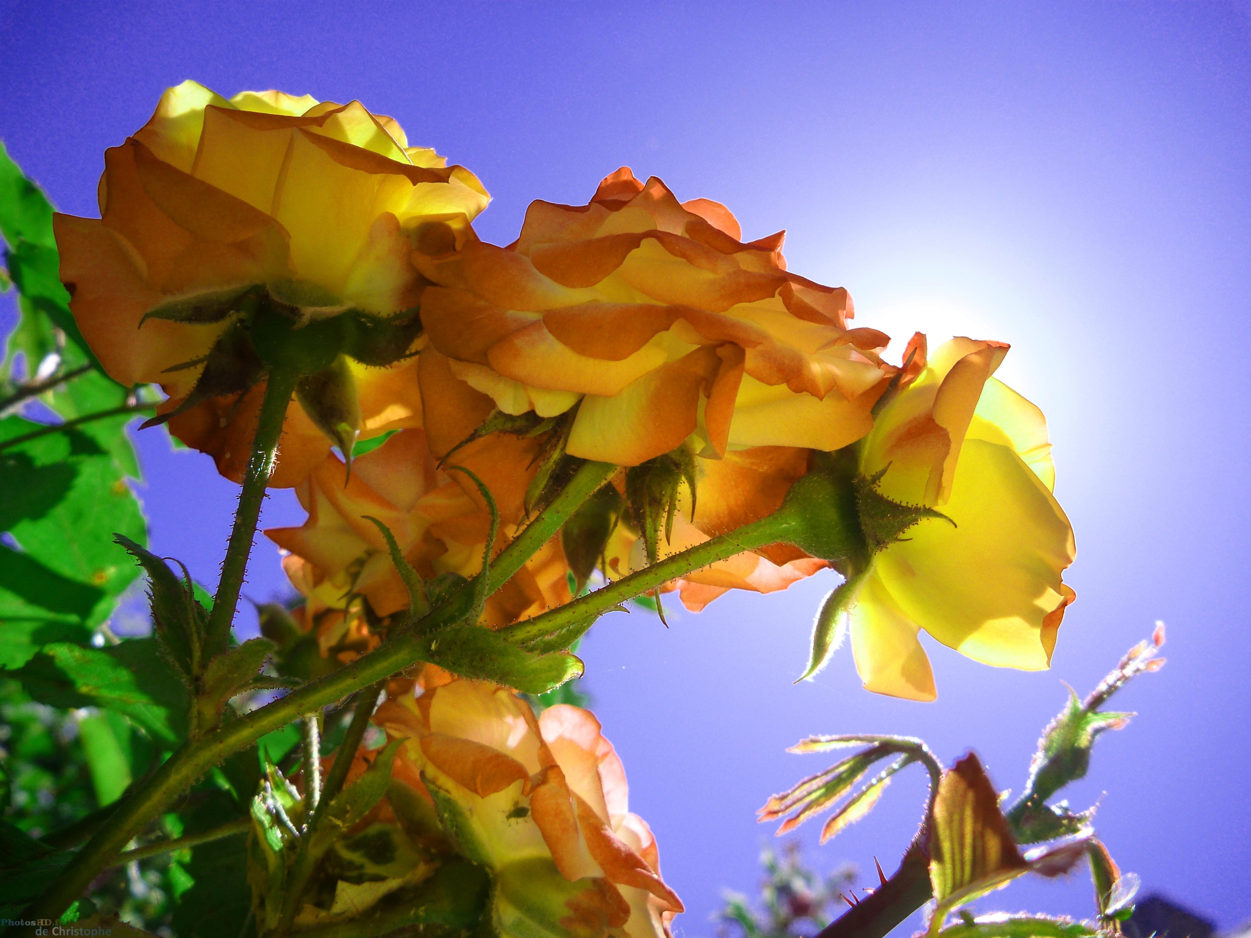 La fleur jaune