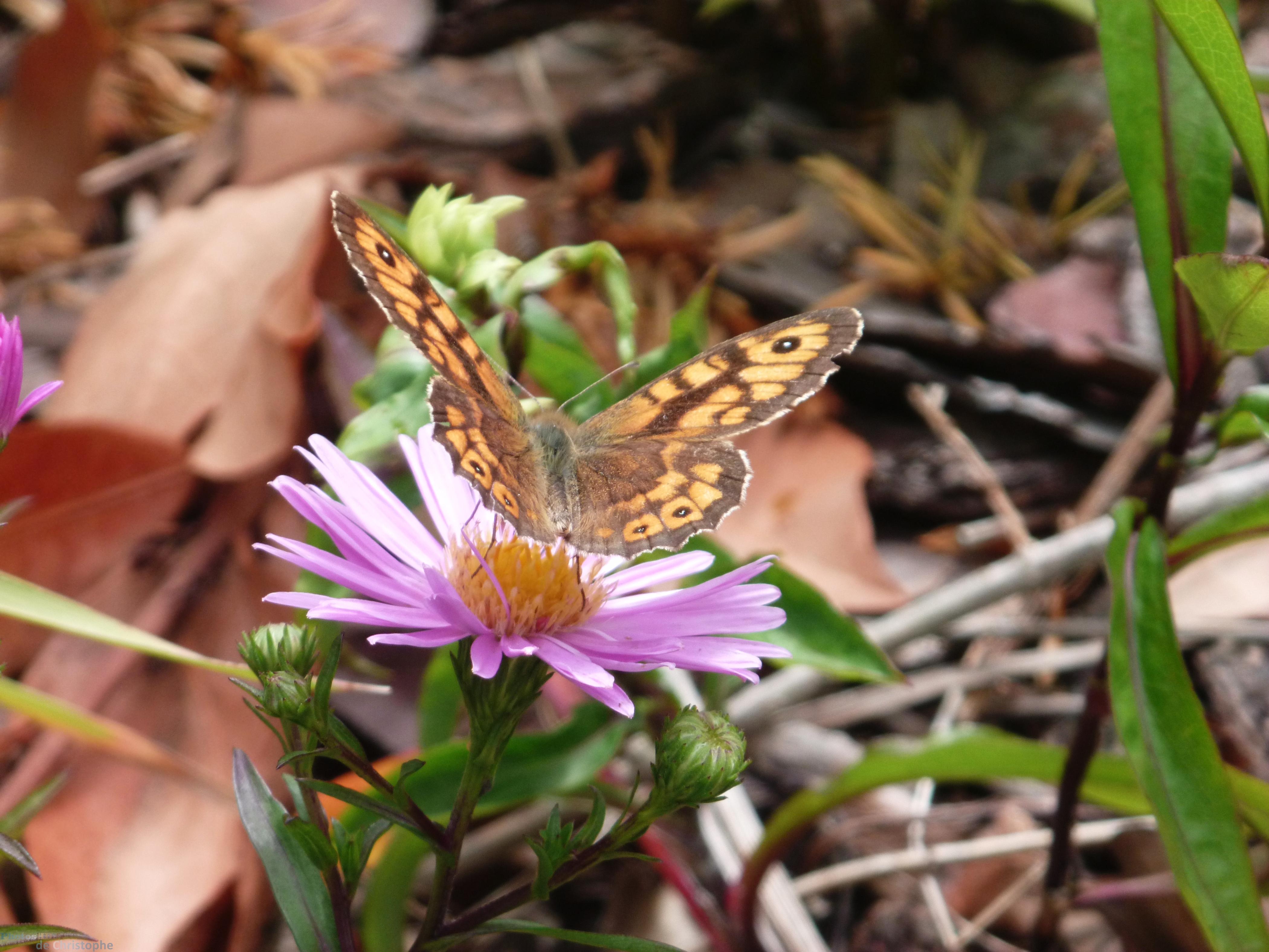 Le papillon sur l'Aster novae-angliae