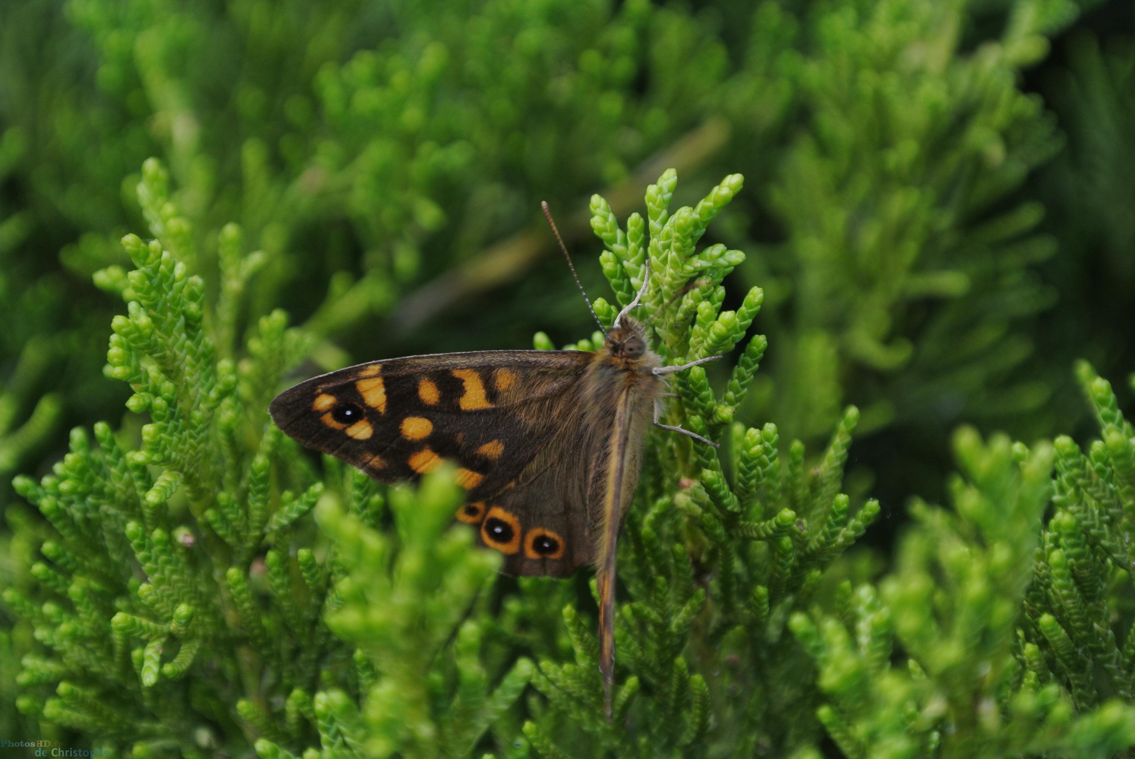 Papillon