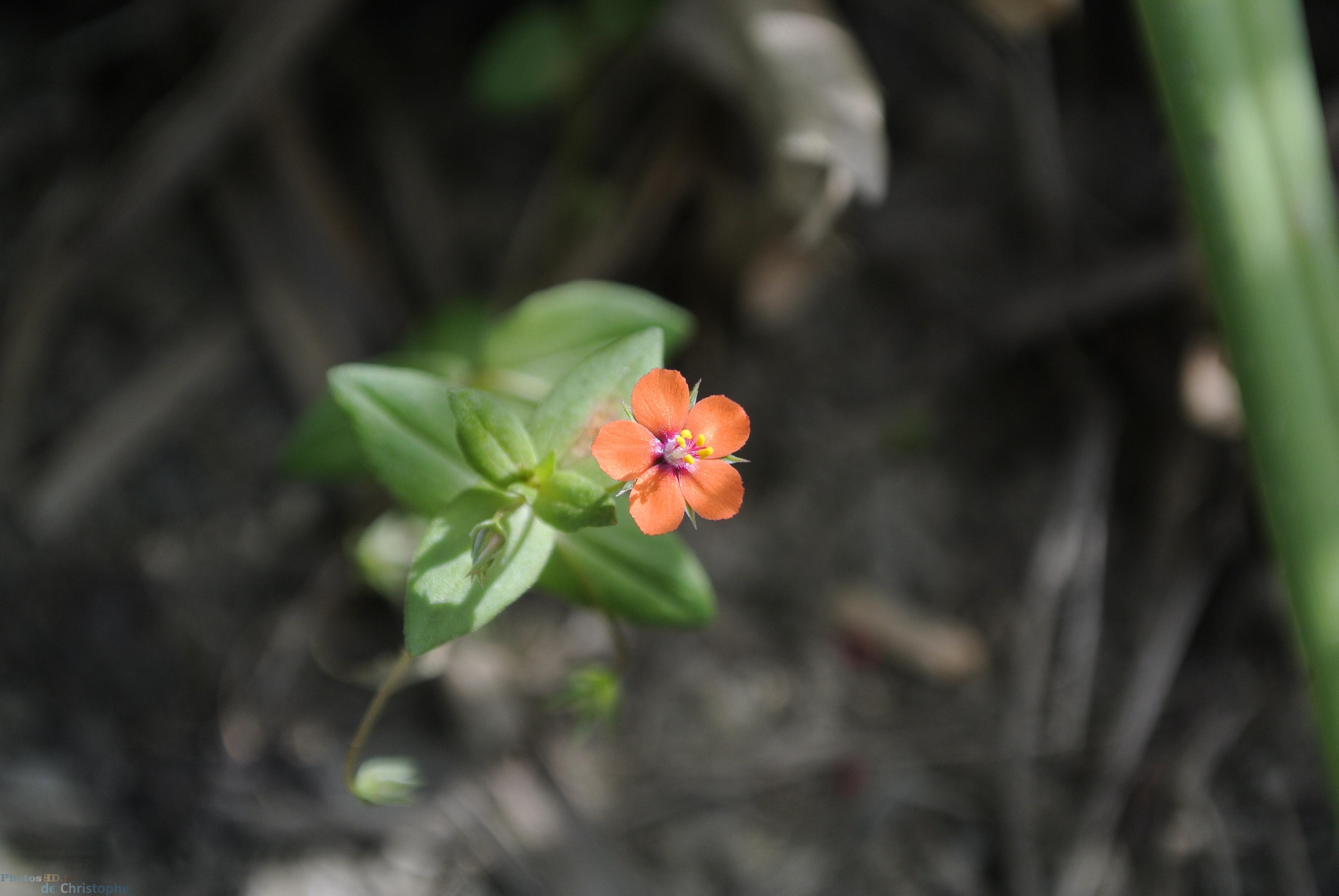 La micro fleur