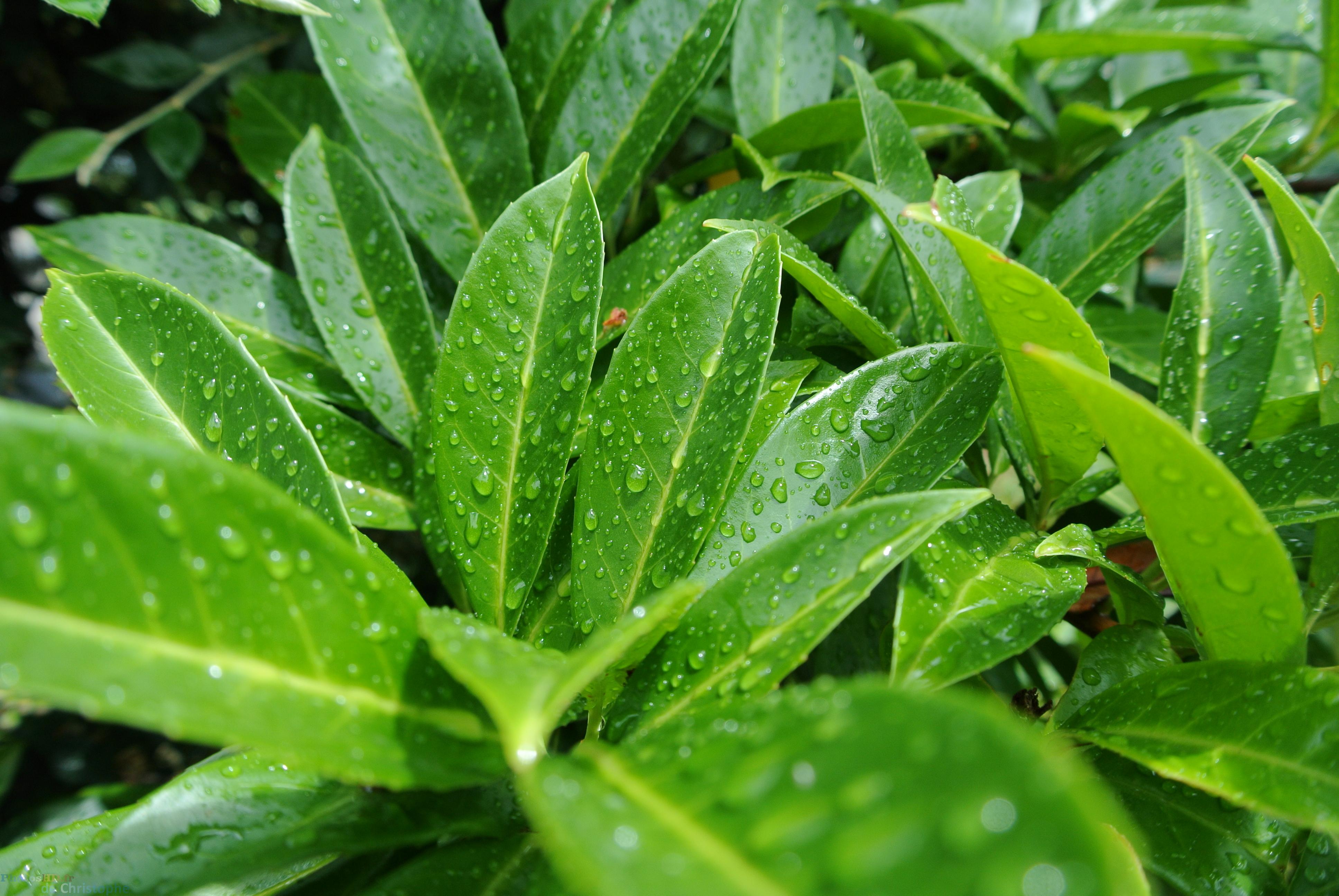 Pluie sur les feuilles