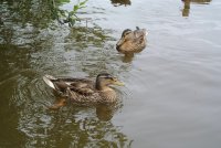 Canards