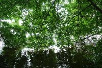 La cabane forestière les pieds dans l'eau