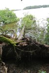 L'arbre couché dans l'Erdre