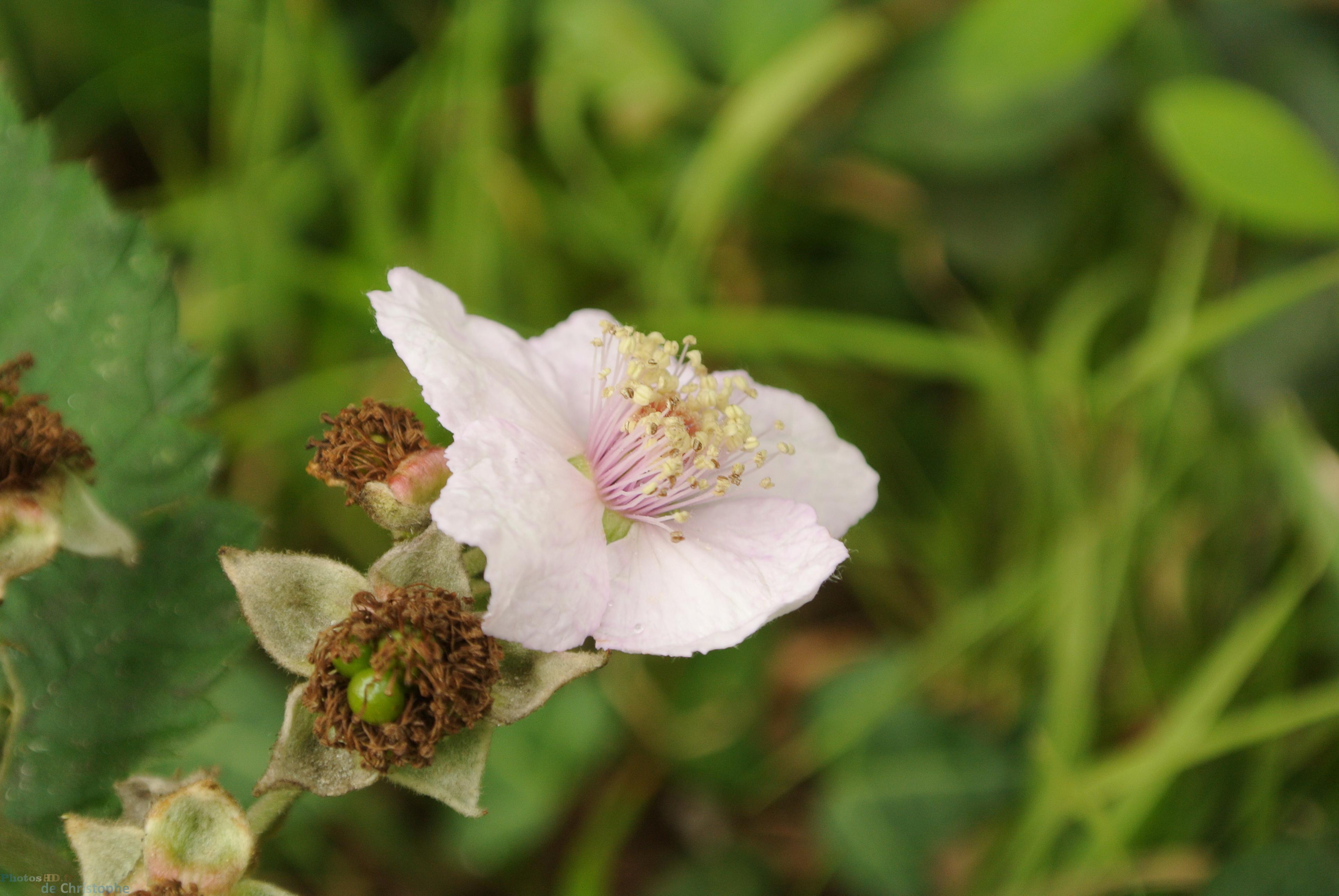 Fleur