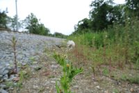 Plantes au bord du rail