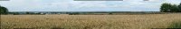 Panorama d'un champs de blé