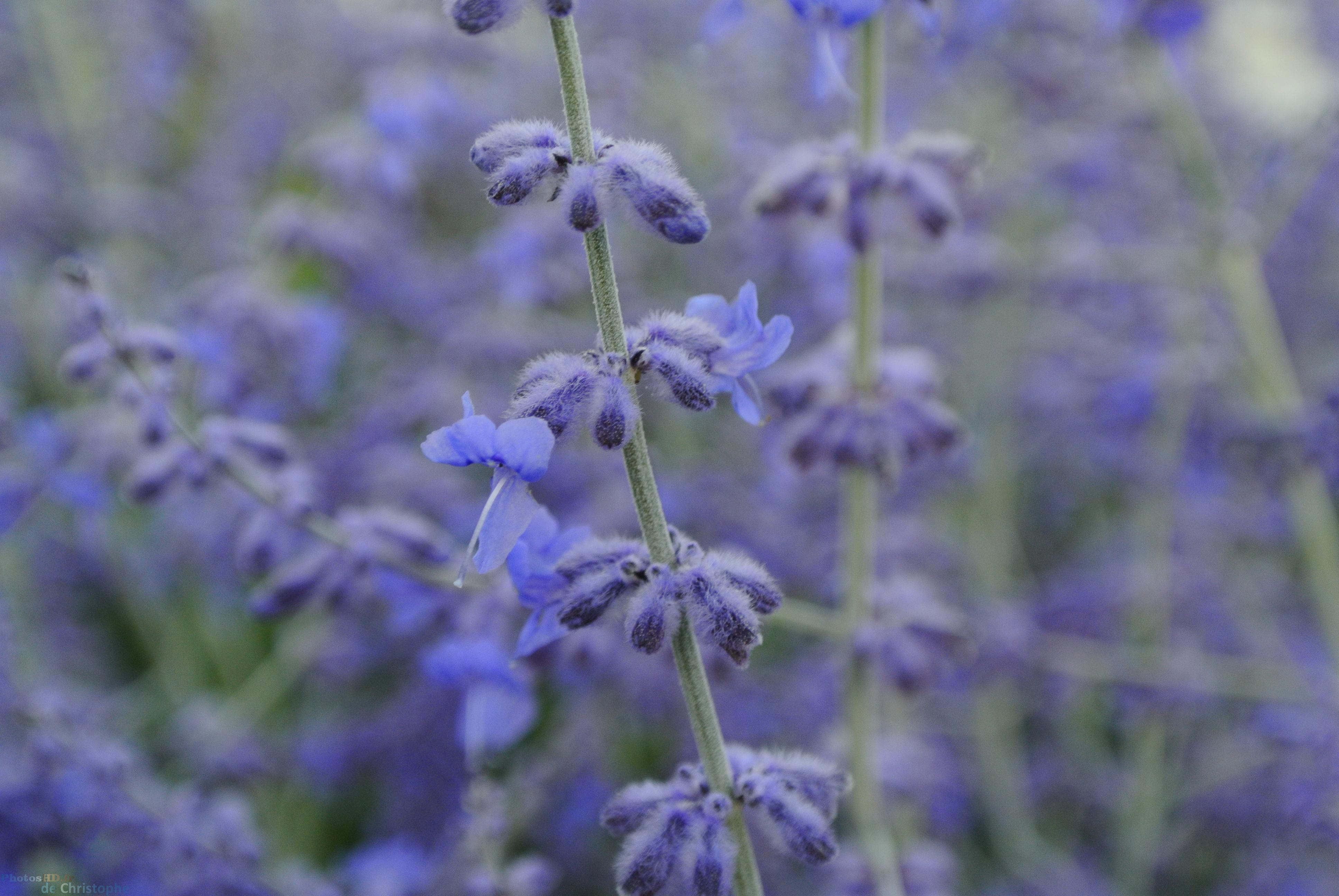 Fleurs