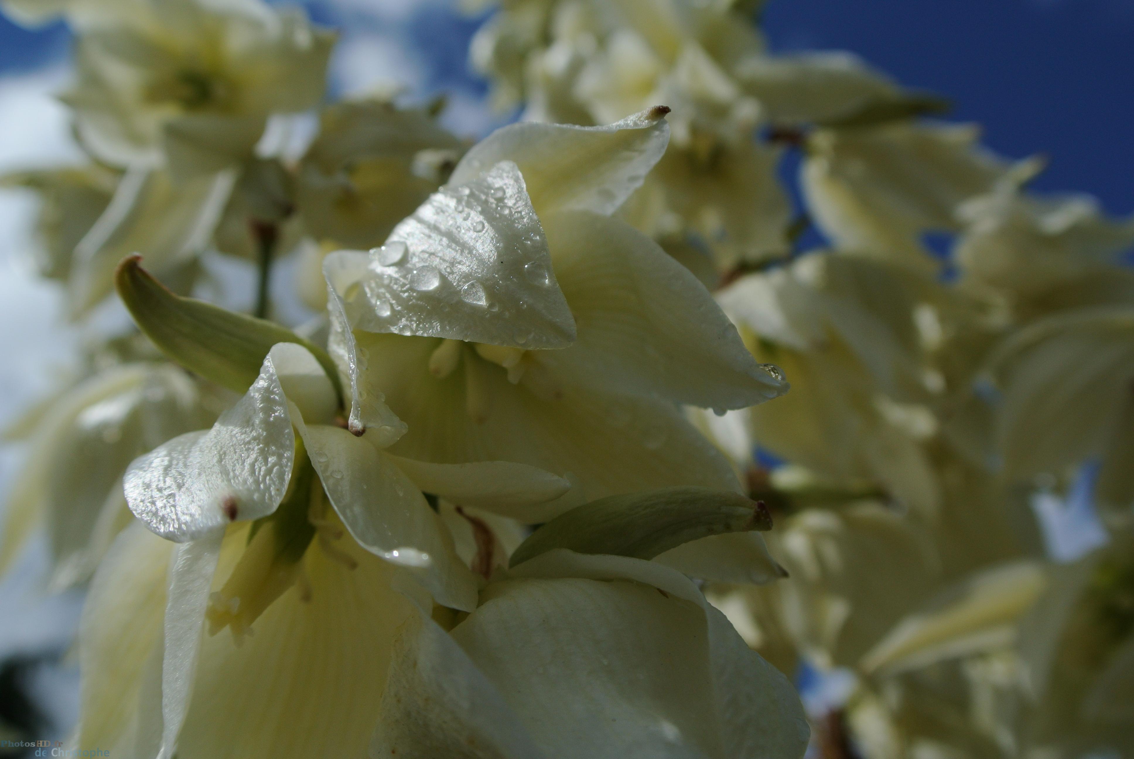 Gouttes d'eau fleur