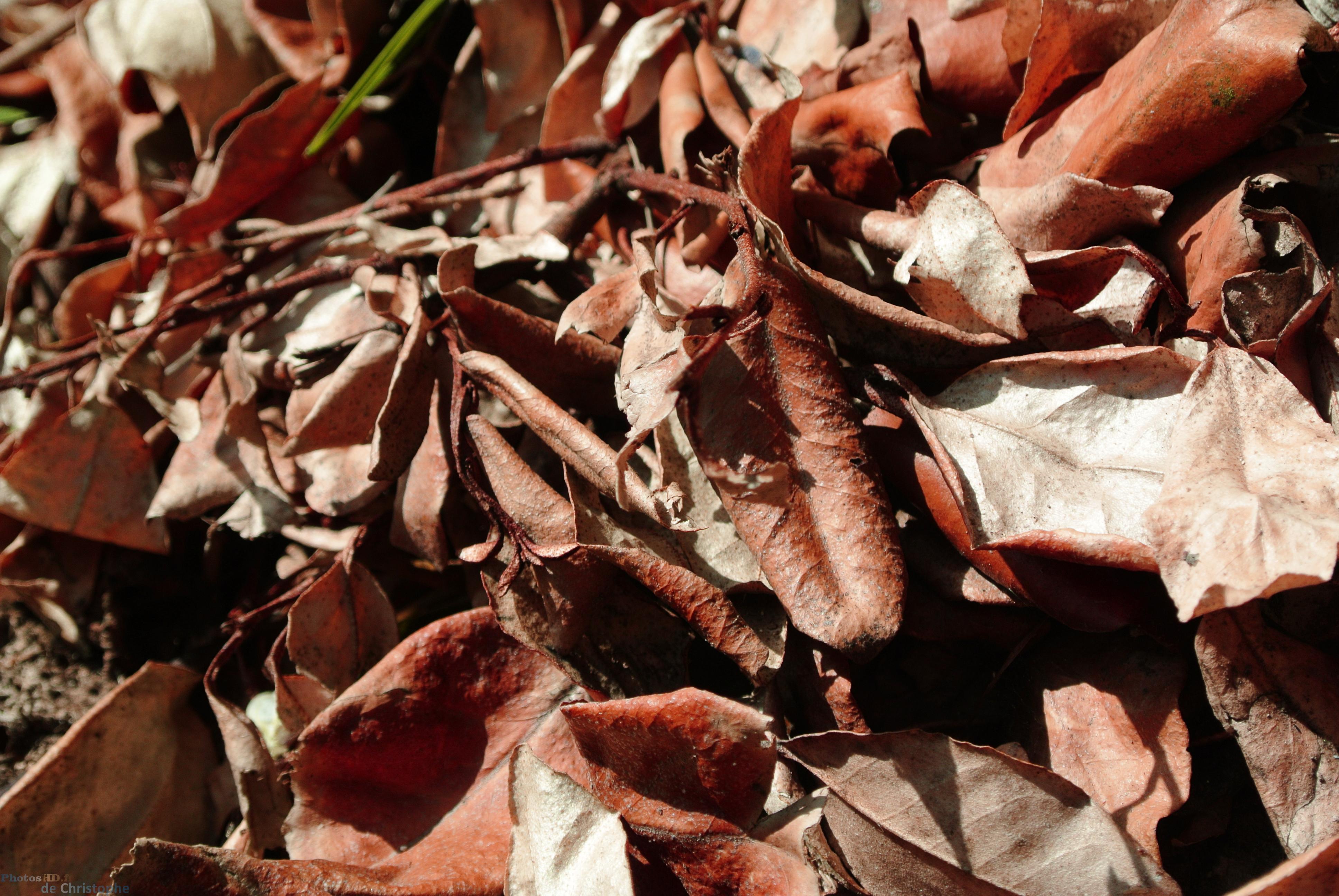 Feuilles mortes