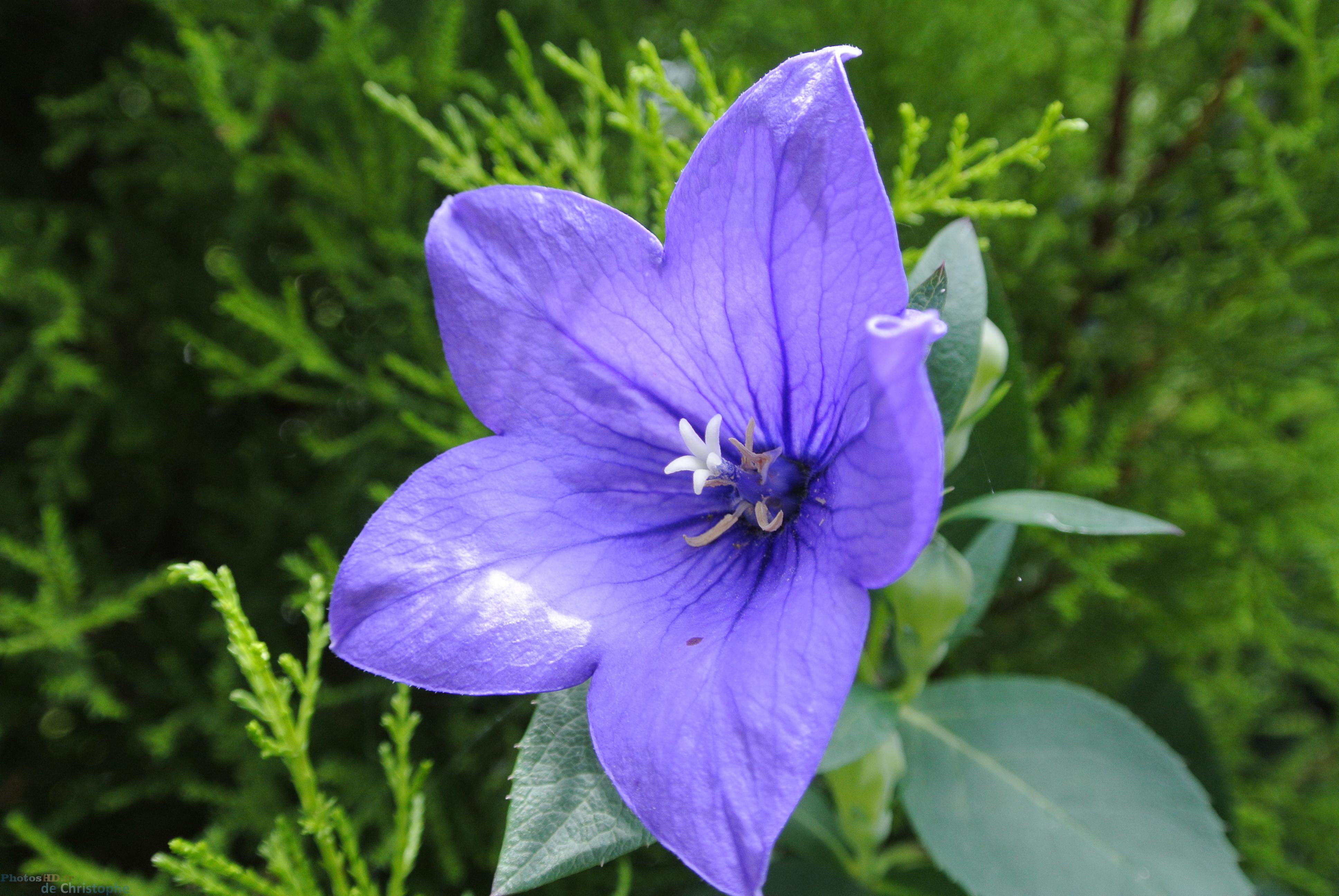 campanule à grandes fleurs