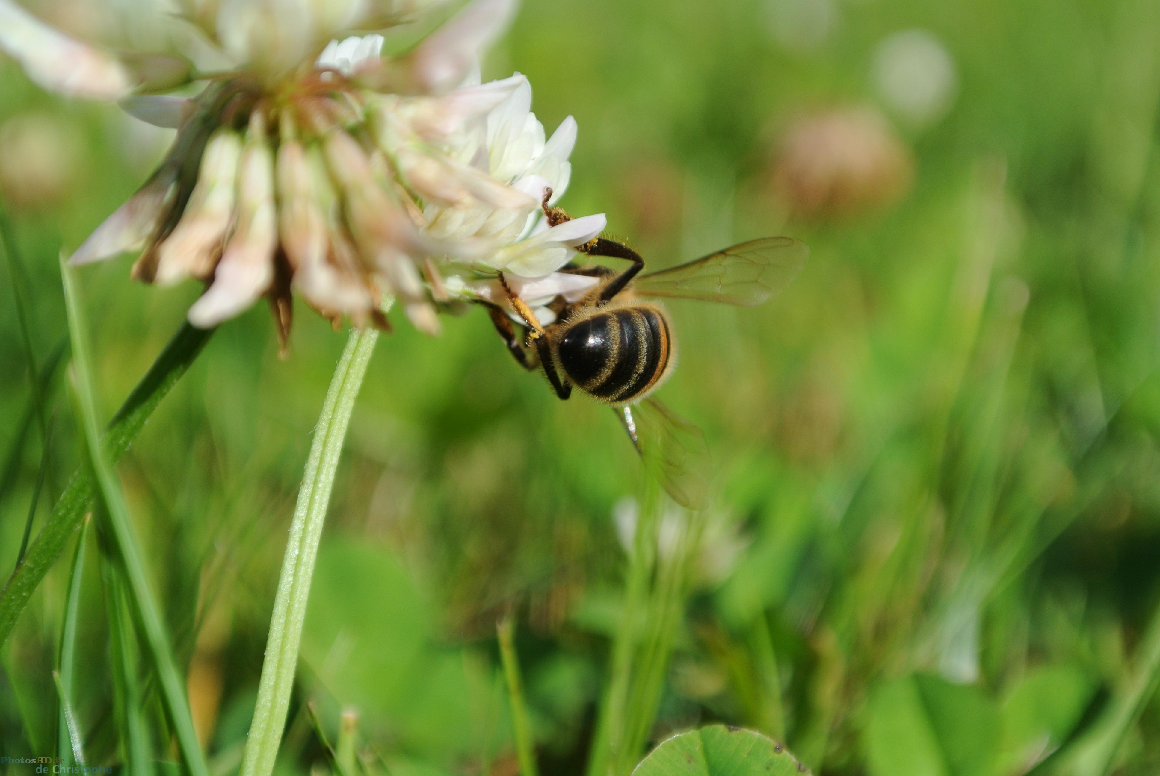 L'abeille qui butine