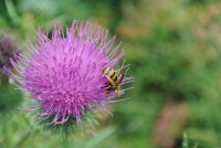 L'abeille qui butine