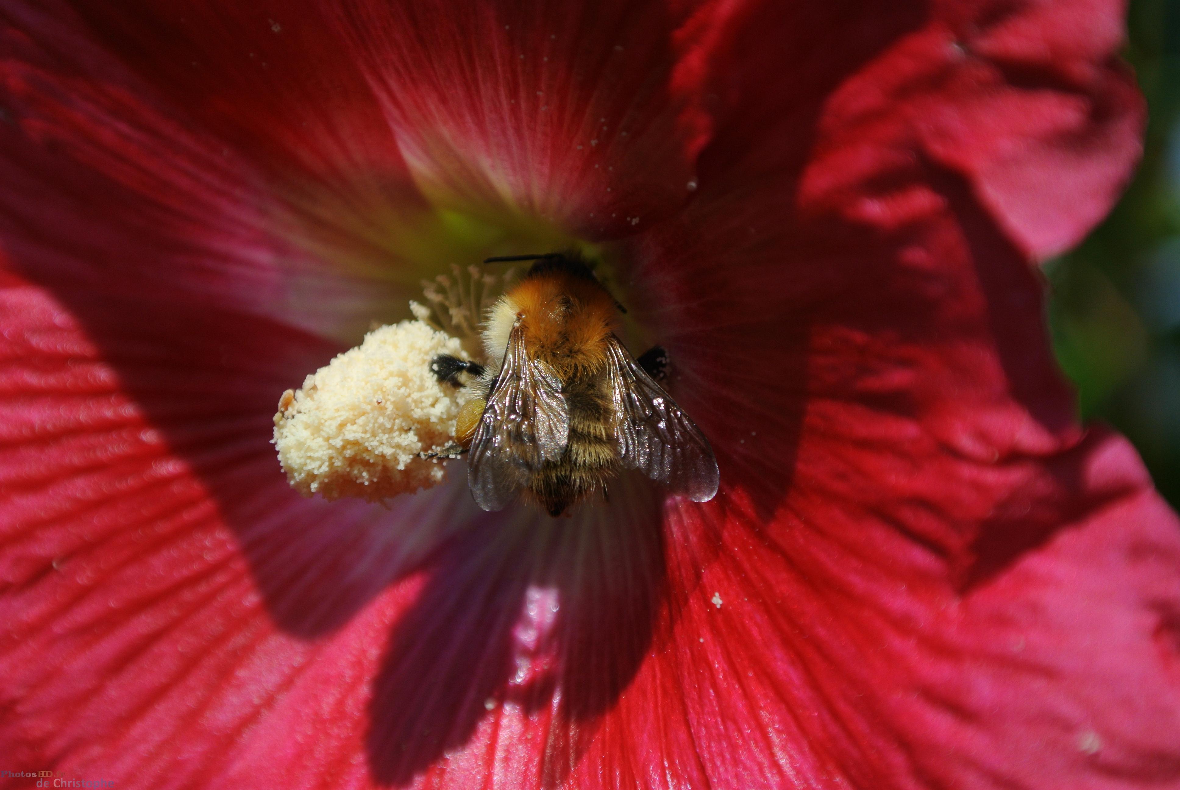 L'abeille qui butine