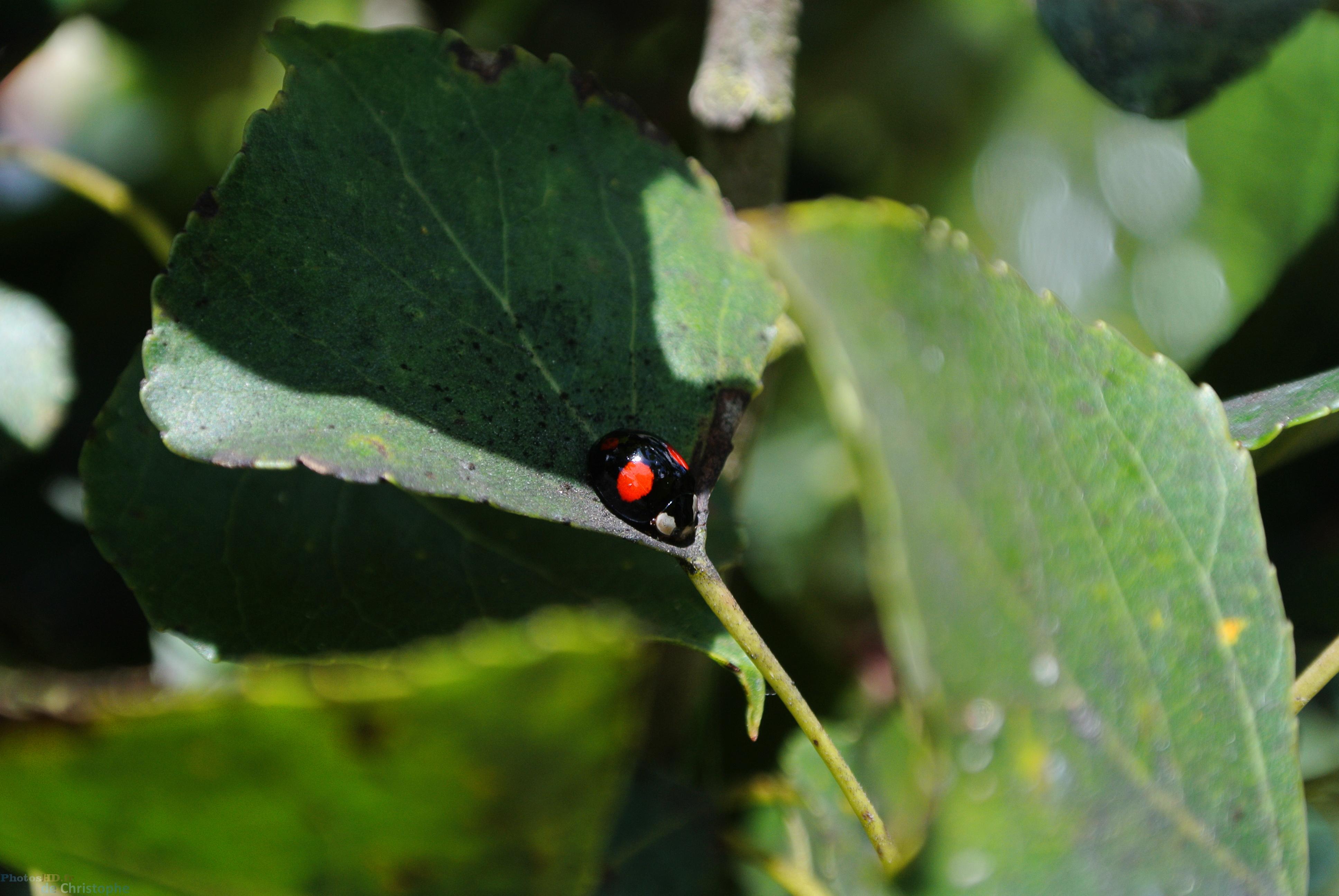 Coccinelle Harmonia axyridis