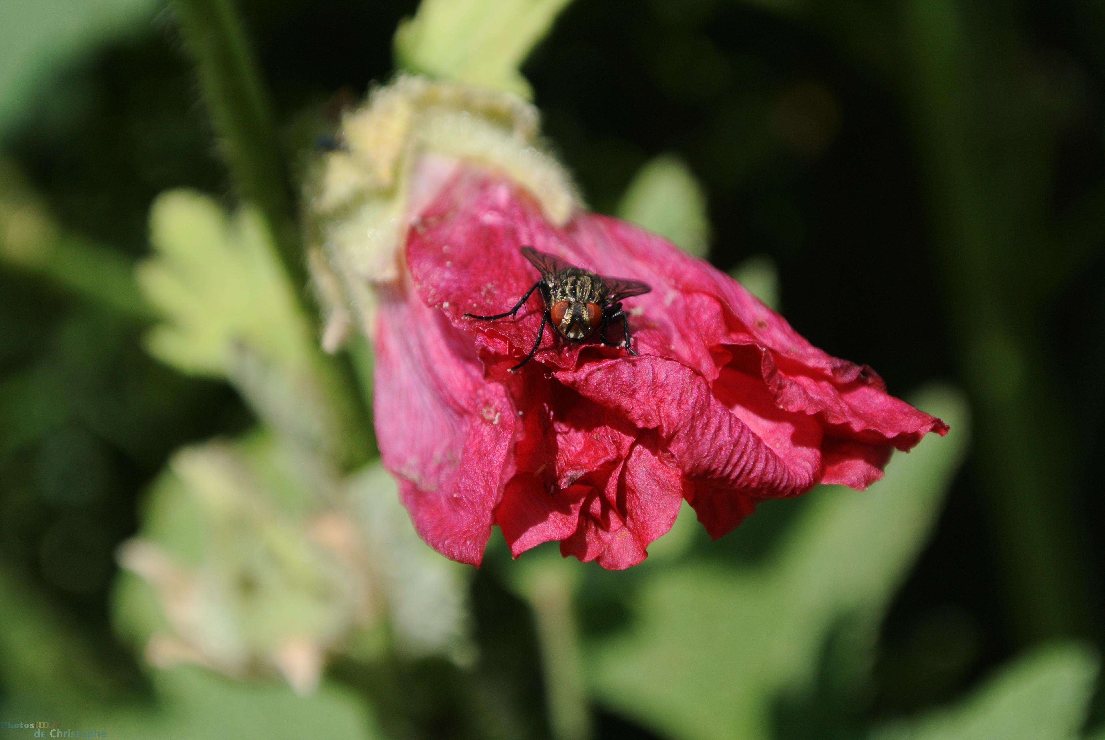 Mouche au yeux rouges