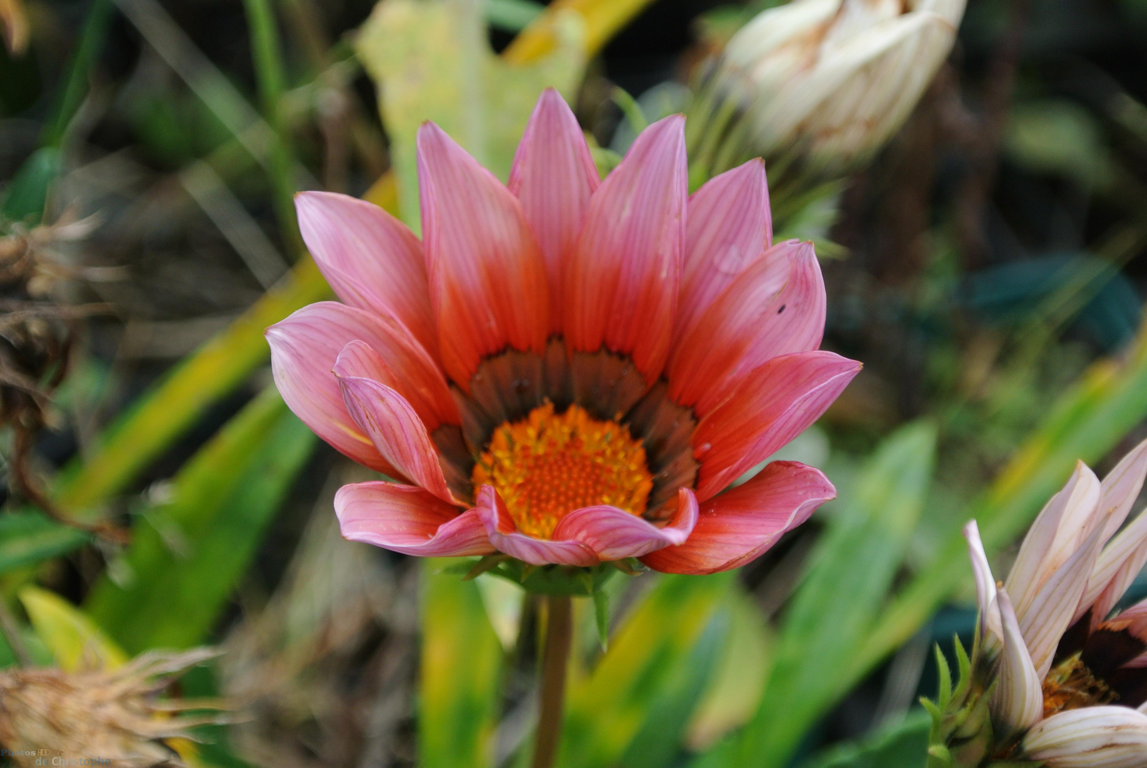 Gazania splendens