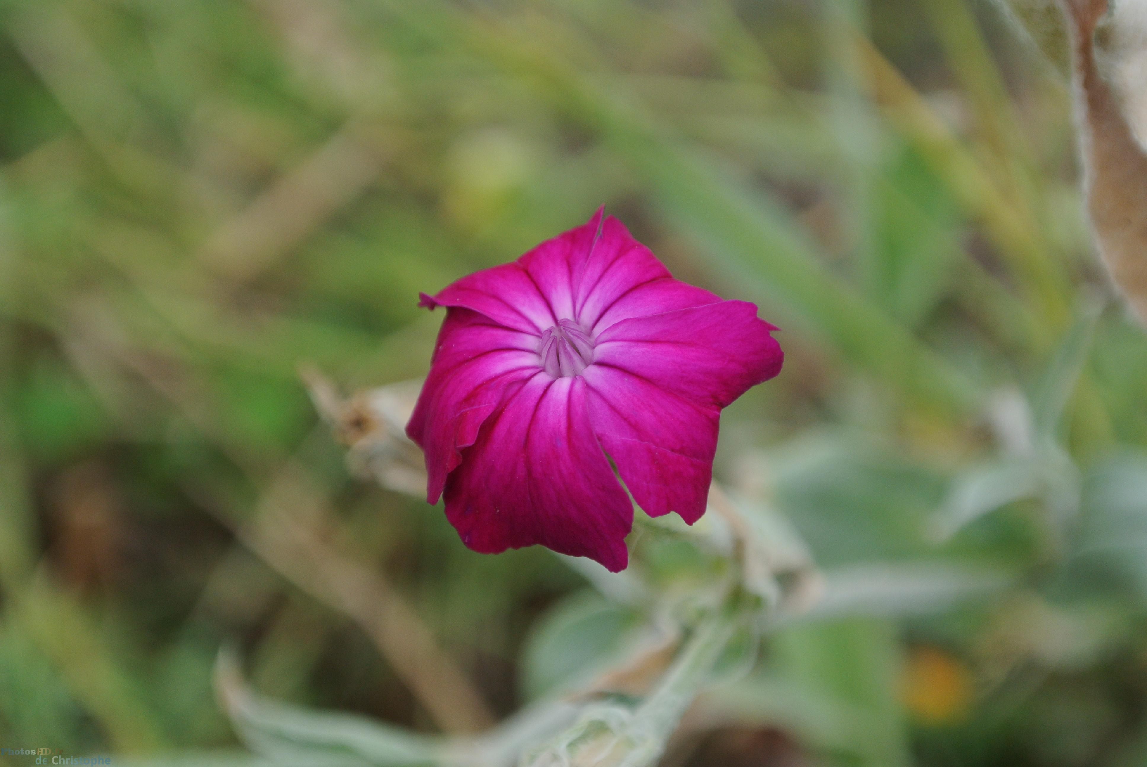 Fleur